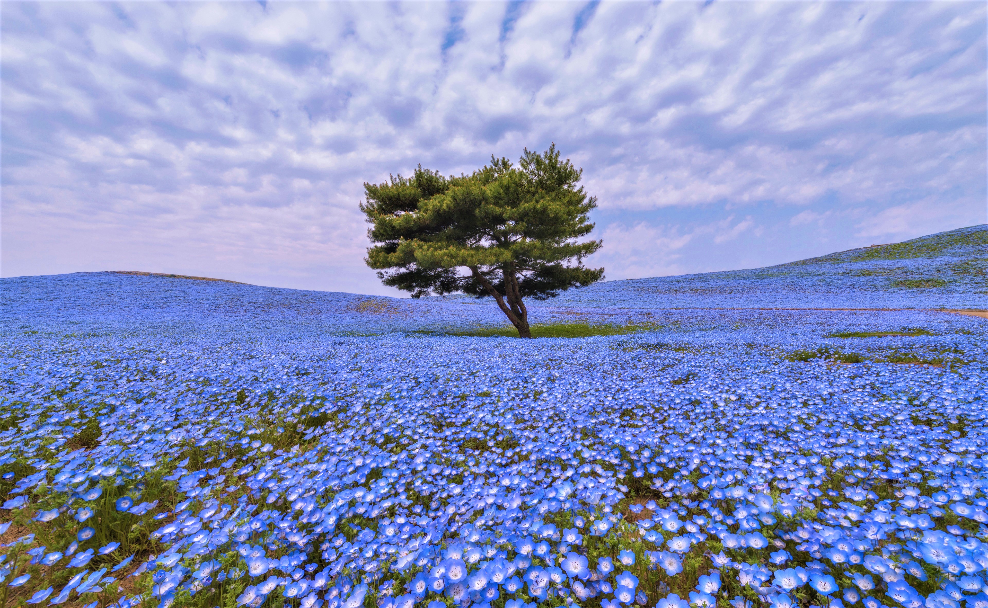 339 Blue Flower HD Wallpapers | Background Images - Wallpaper Abyss
