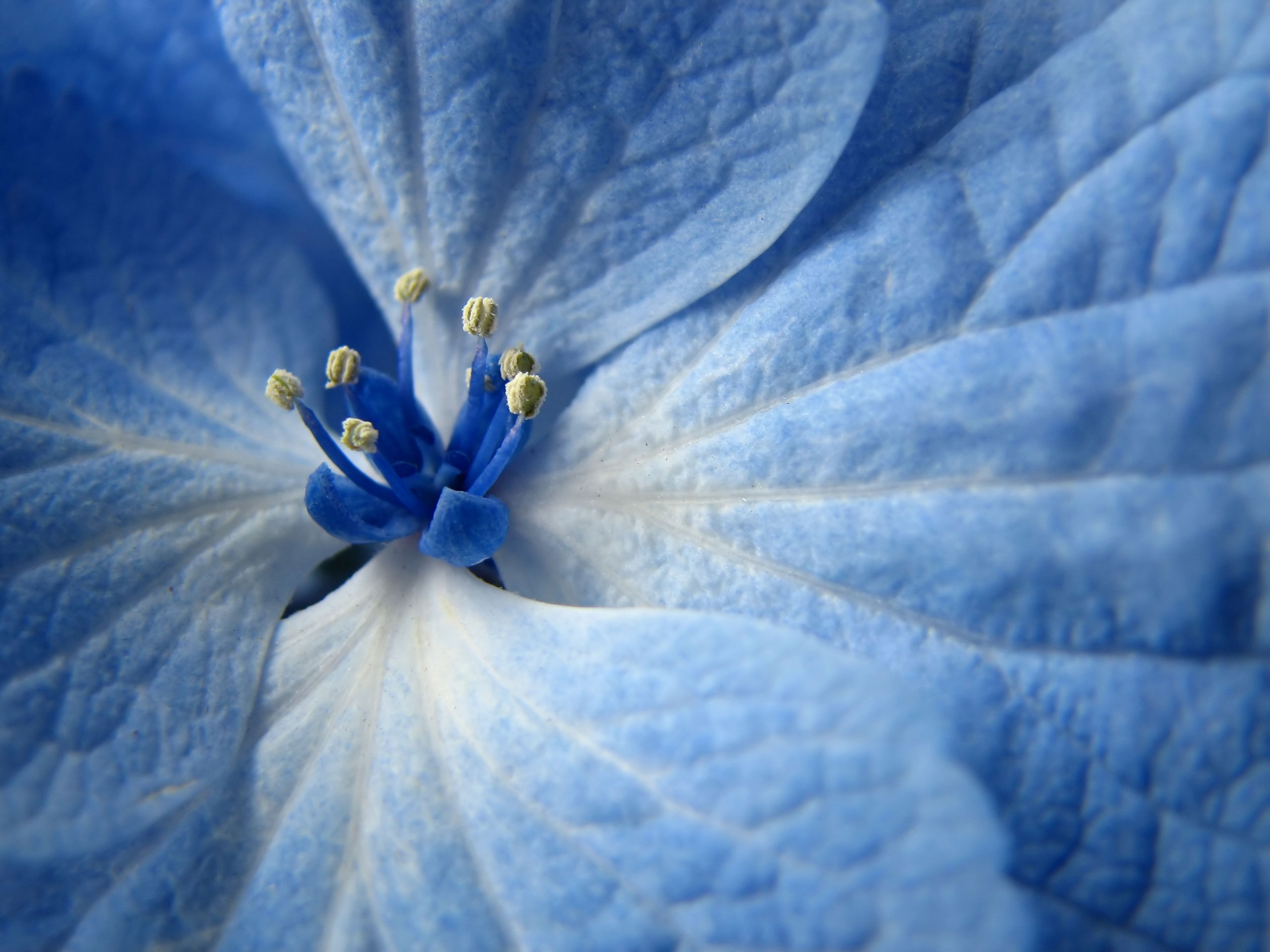 Blue Flower Wallpaper - Wallpapers Browse
