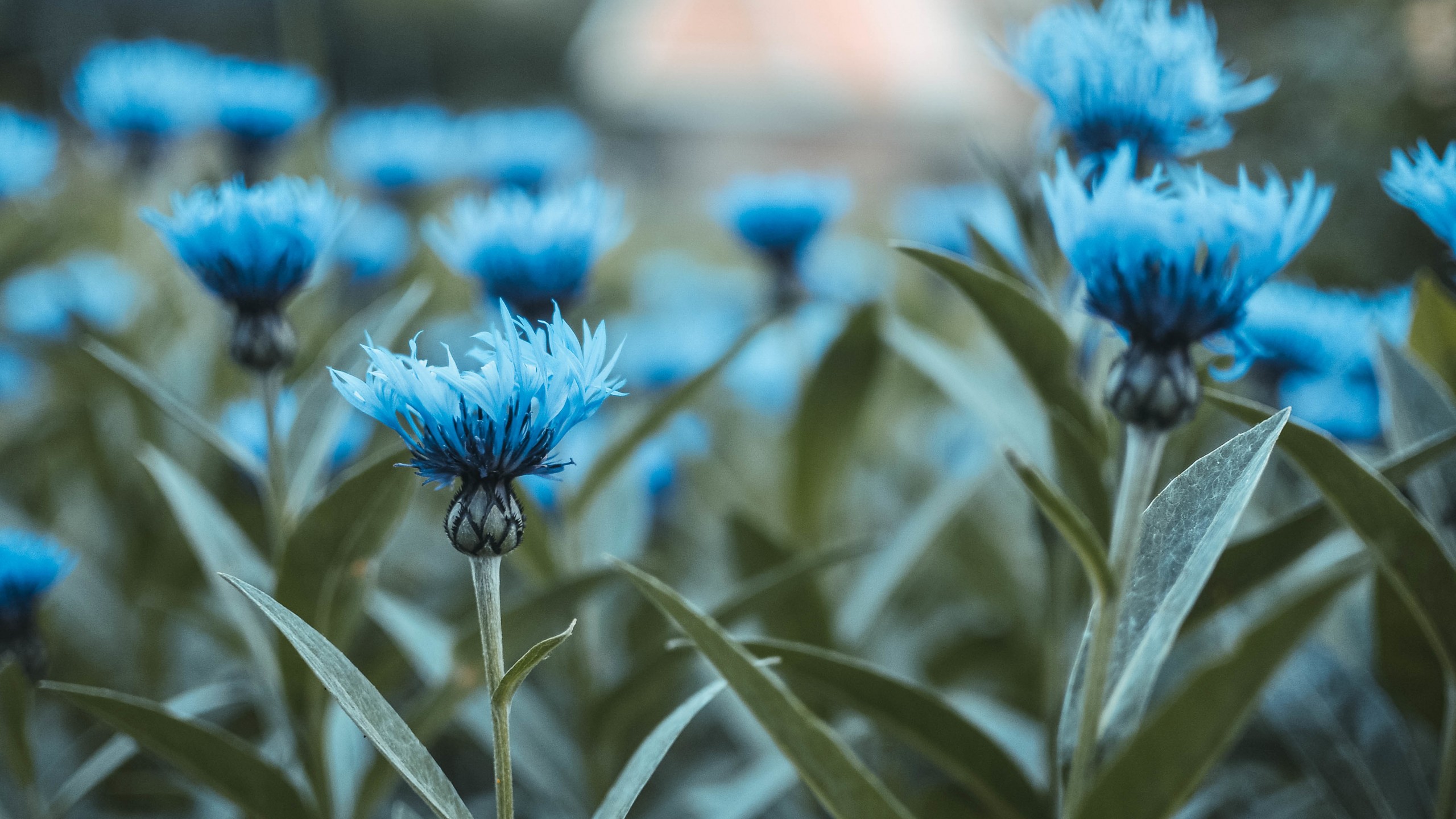 Wallpaper Blue flowers, HD, 4K, Flowers, #5520