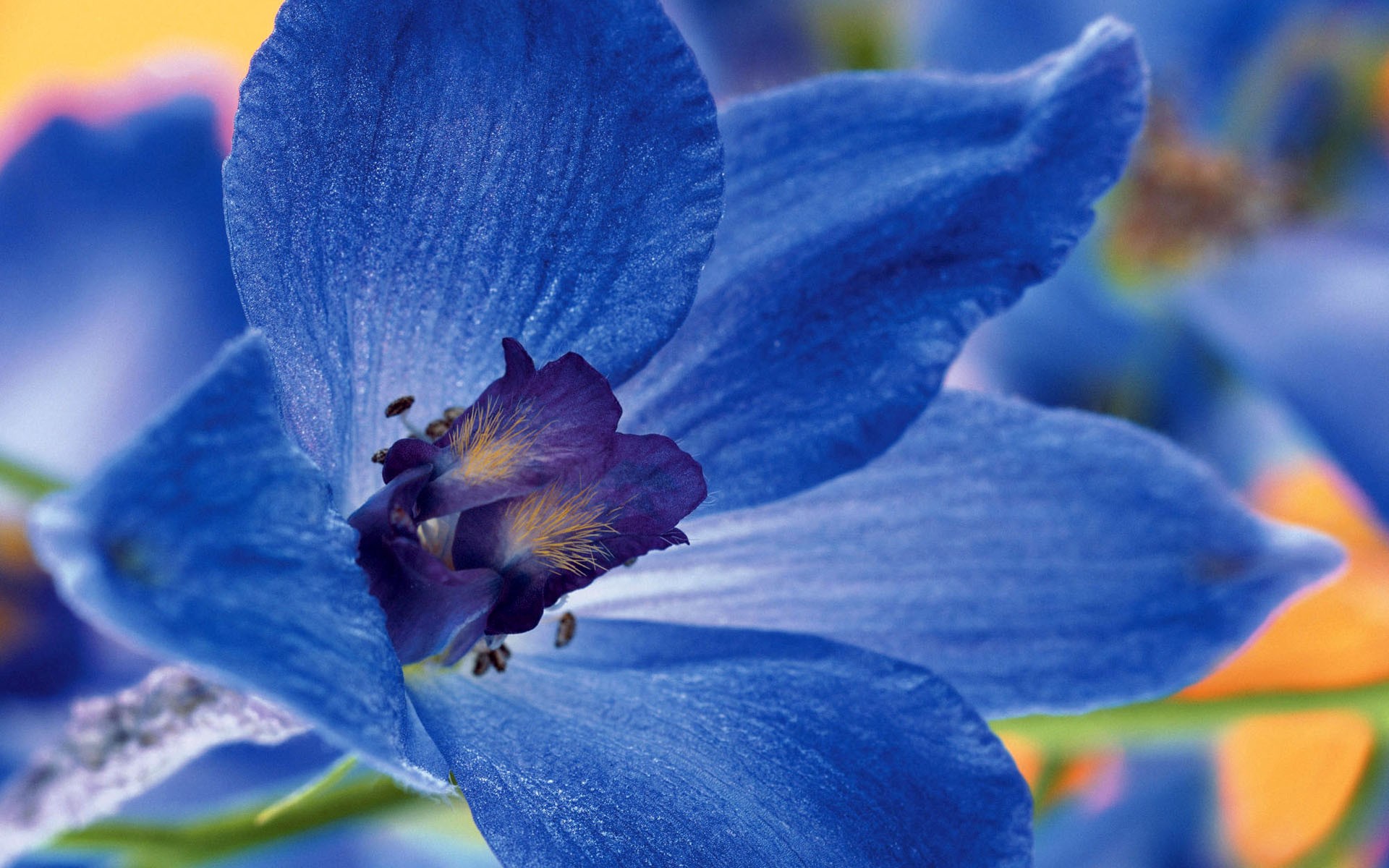 Daily Wallpaper: Blue Flower | I Like To Waste My Time
