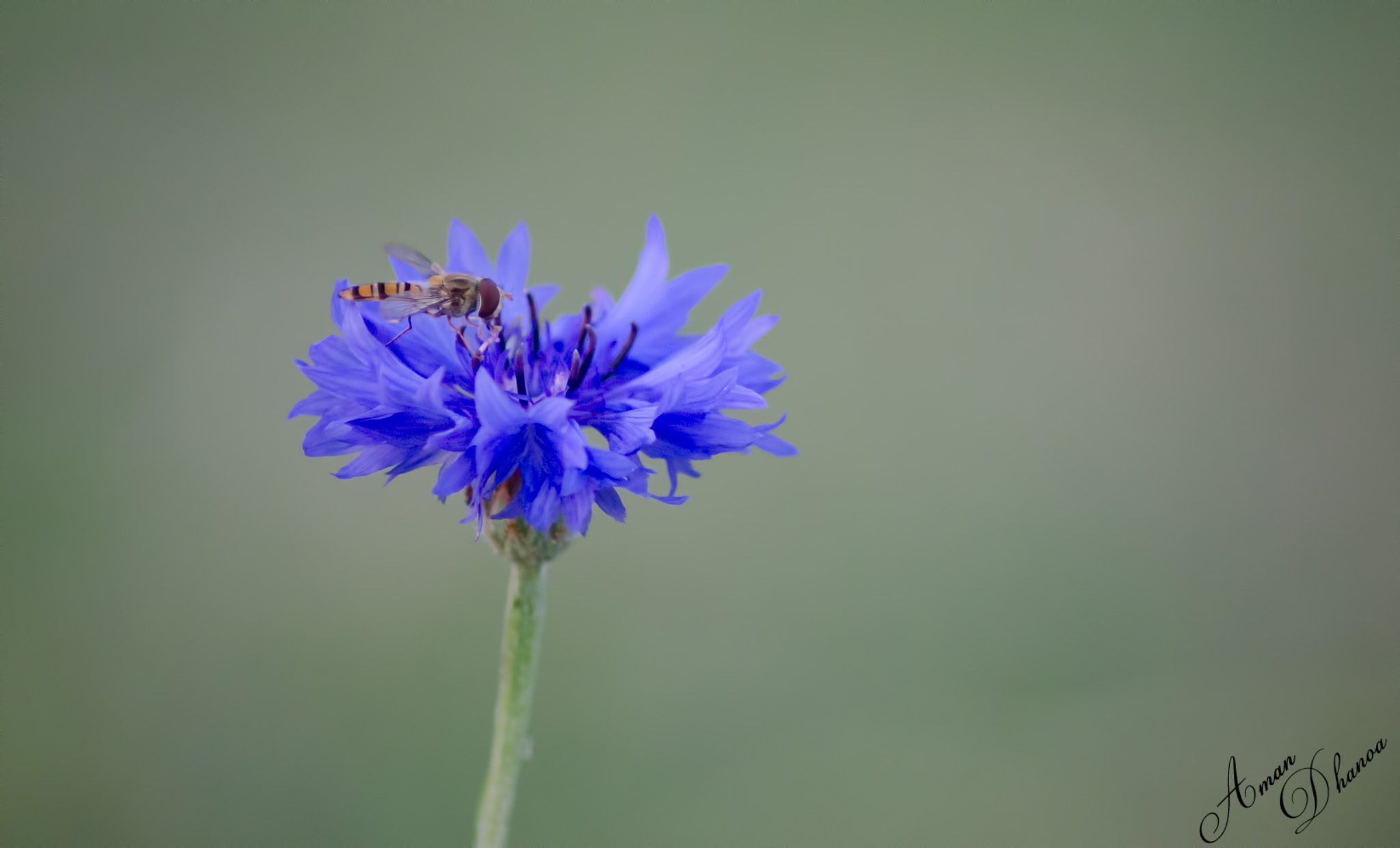Blue cornflower | Aman Dhanoa