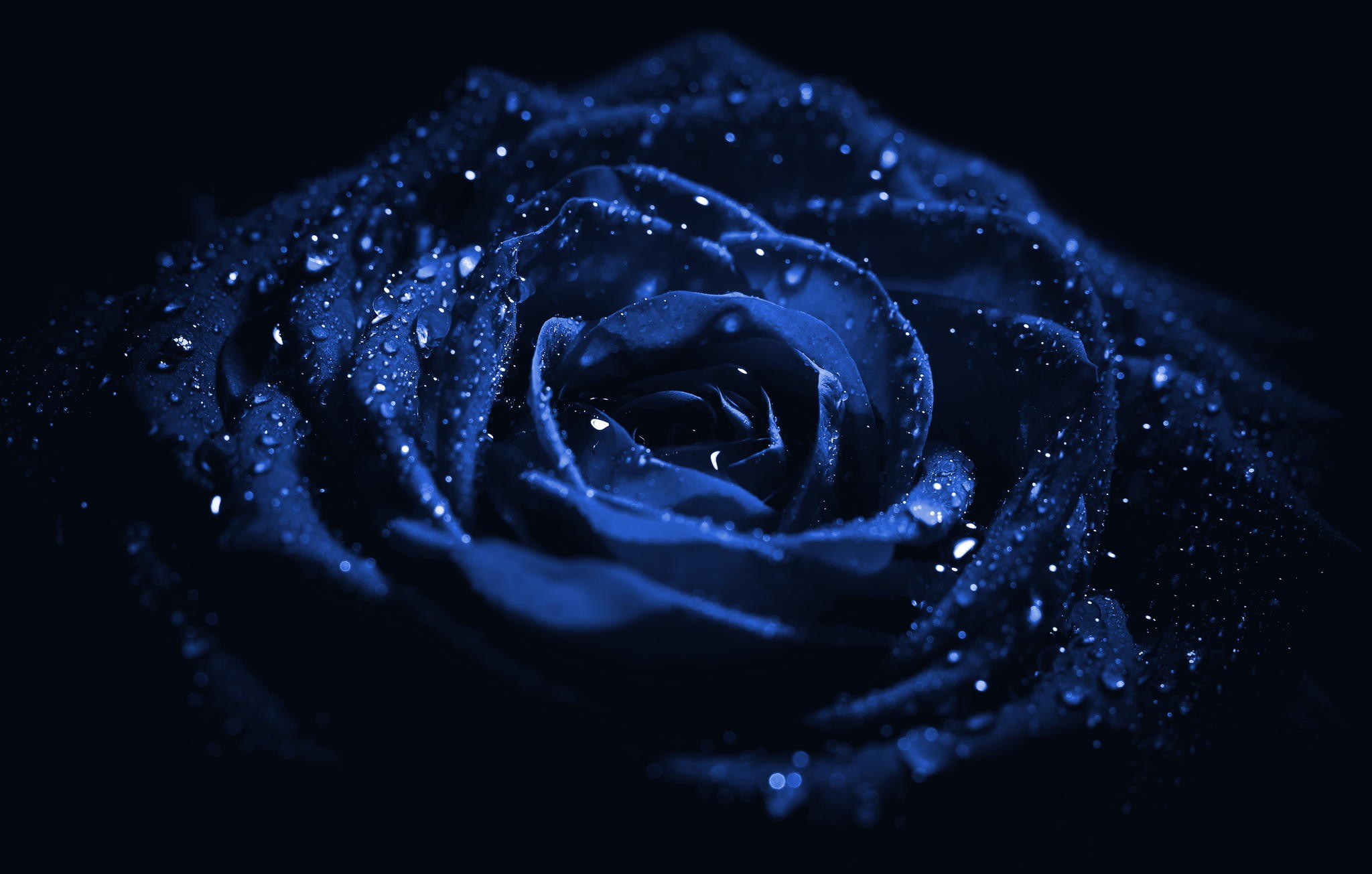 Flowers: Blue Rose Flower Dark Hd Wallpaper For Android for HD 16:9 ...