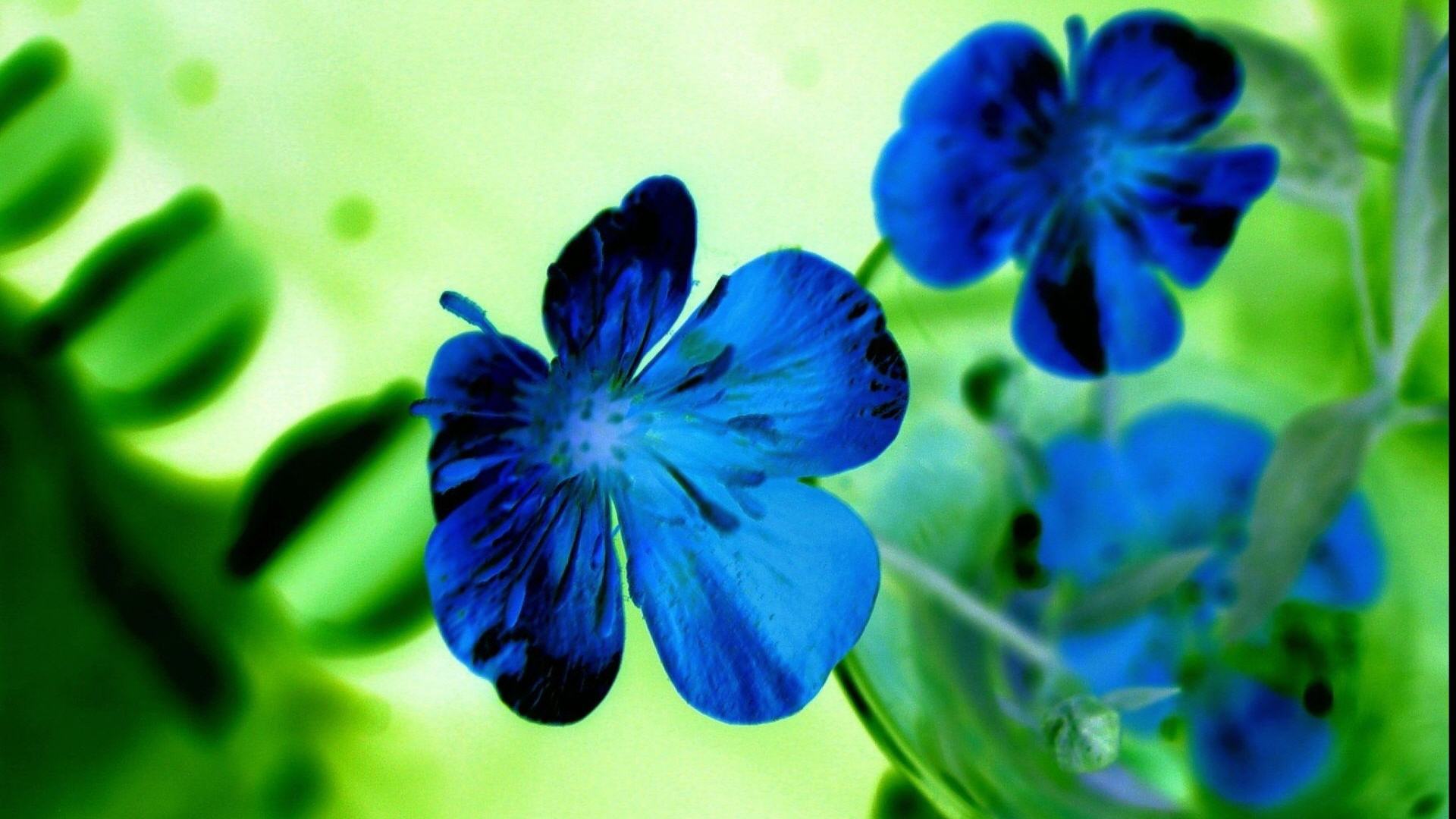 Blue Flower Desktop Wallpapers - THIS Wallpaper