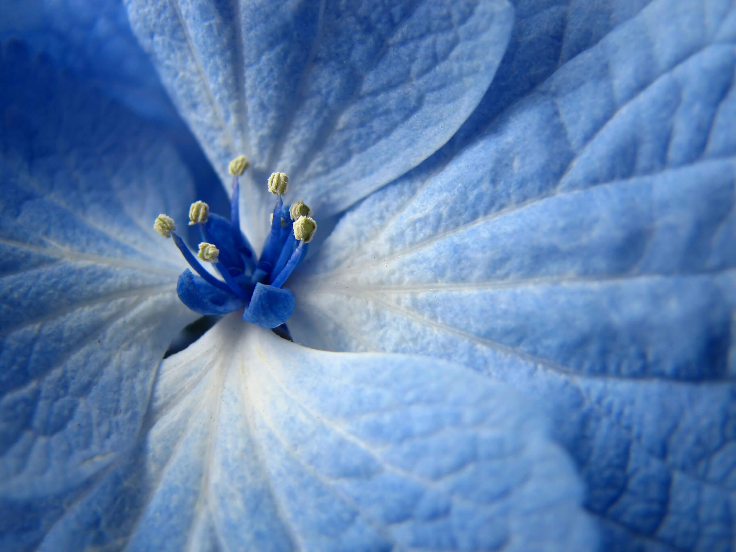 Blue Flower Heart Closeup :: Free High quality Flower wallpaper