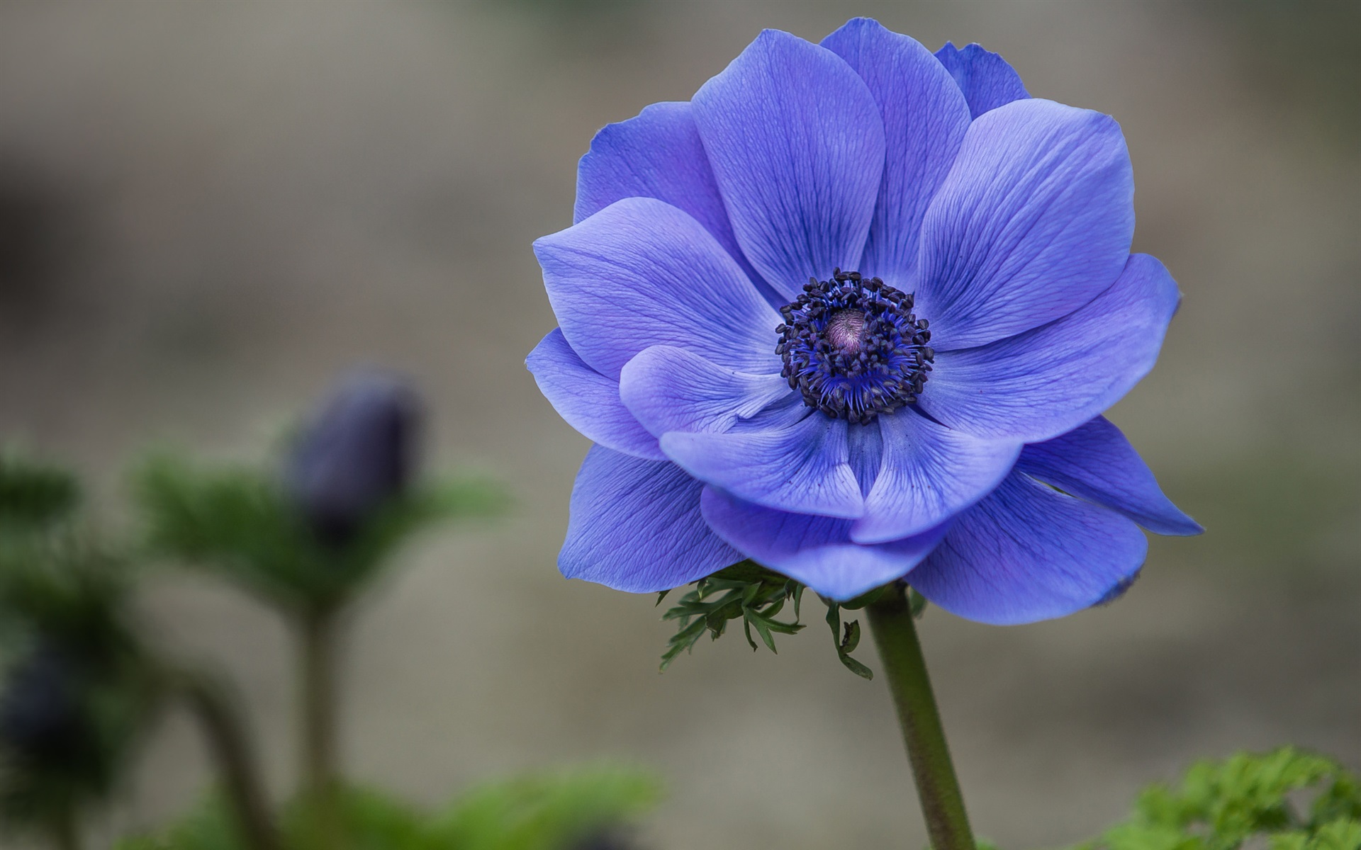 Blue flower close-up, anemone wallpaper | flowers | Wallpaper Better