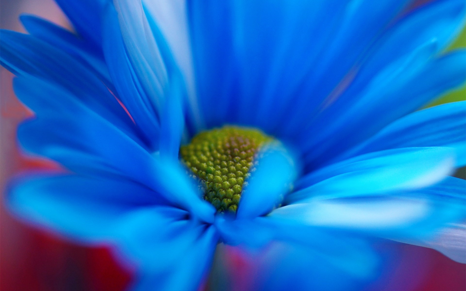 Hd Flower Chamomile Blue Close Up Wallpaper Car Pictures | bathroom ...