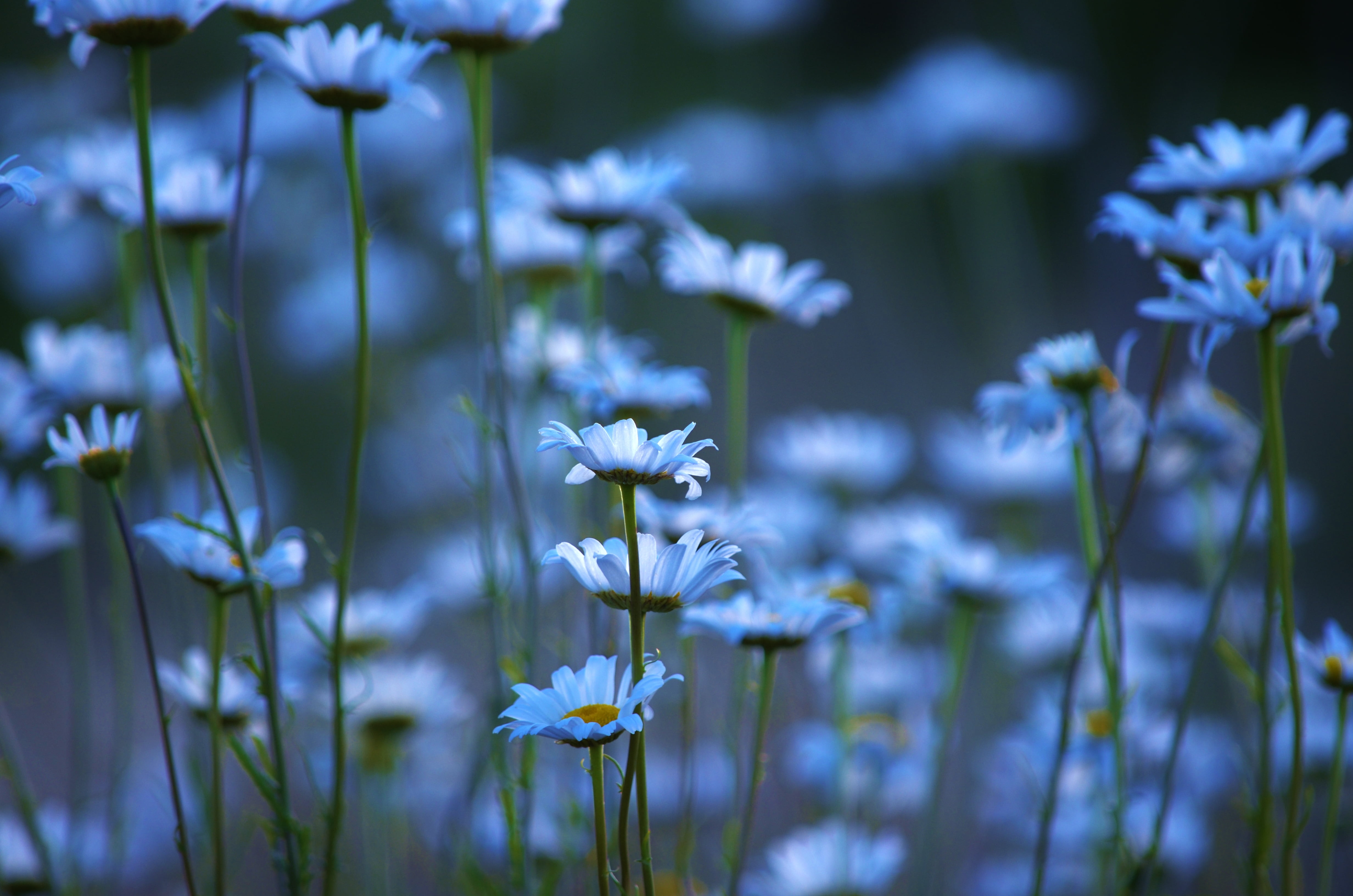 Blue daisy flowers during daytime HD wallpaper | Wallpaper Flare