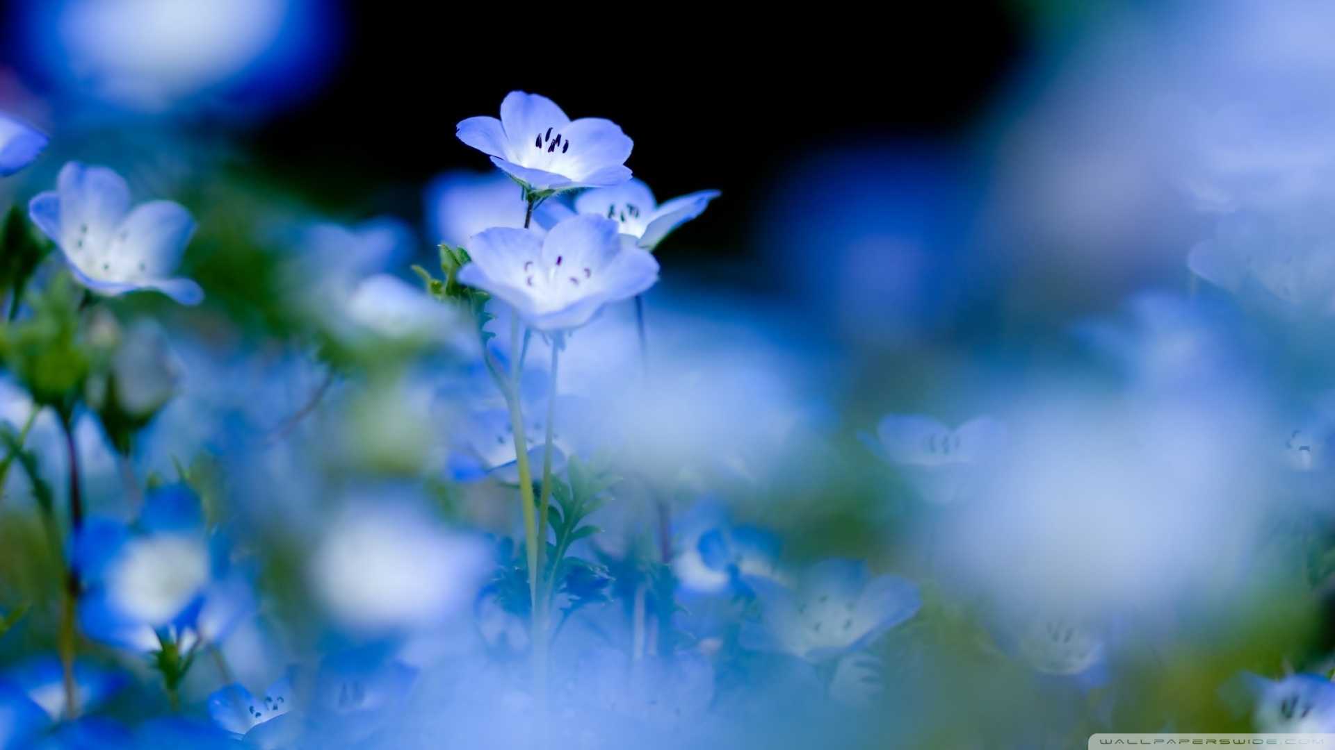 Blue Flower Wallpaper Full Hd Pics Of Desktop Flowers Macro ...