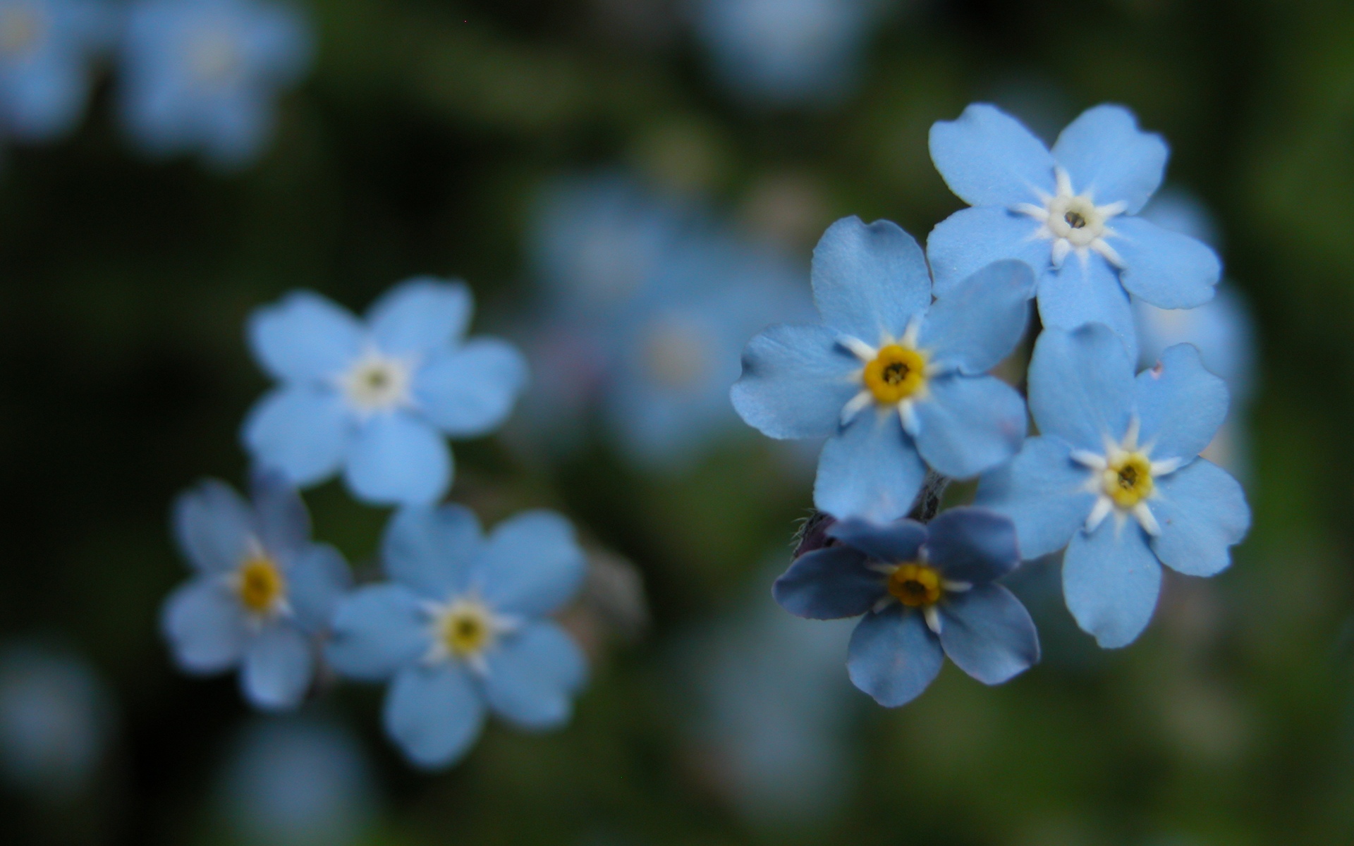 Flower, macro, blue, slides, photography (#88279)