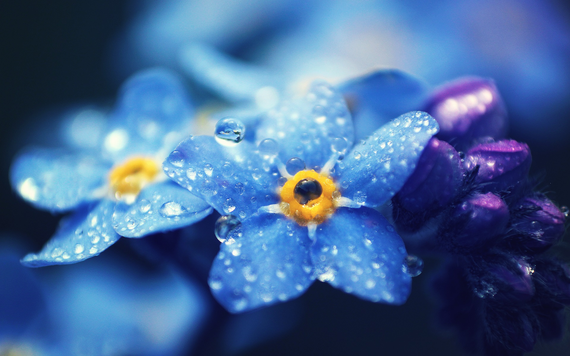 Forget-me-nots blue flowers macro photography, dew wallpaper ...