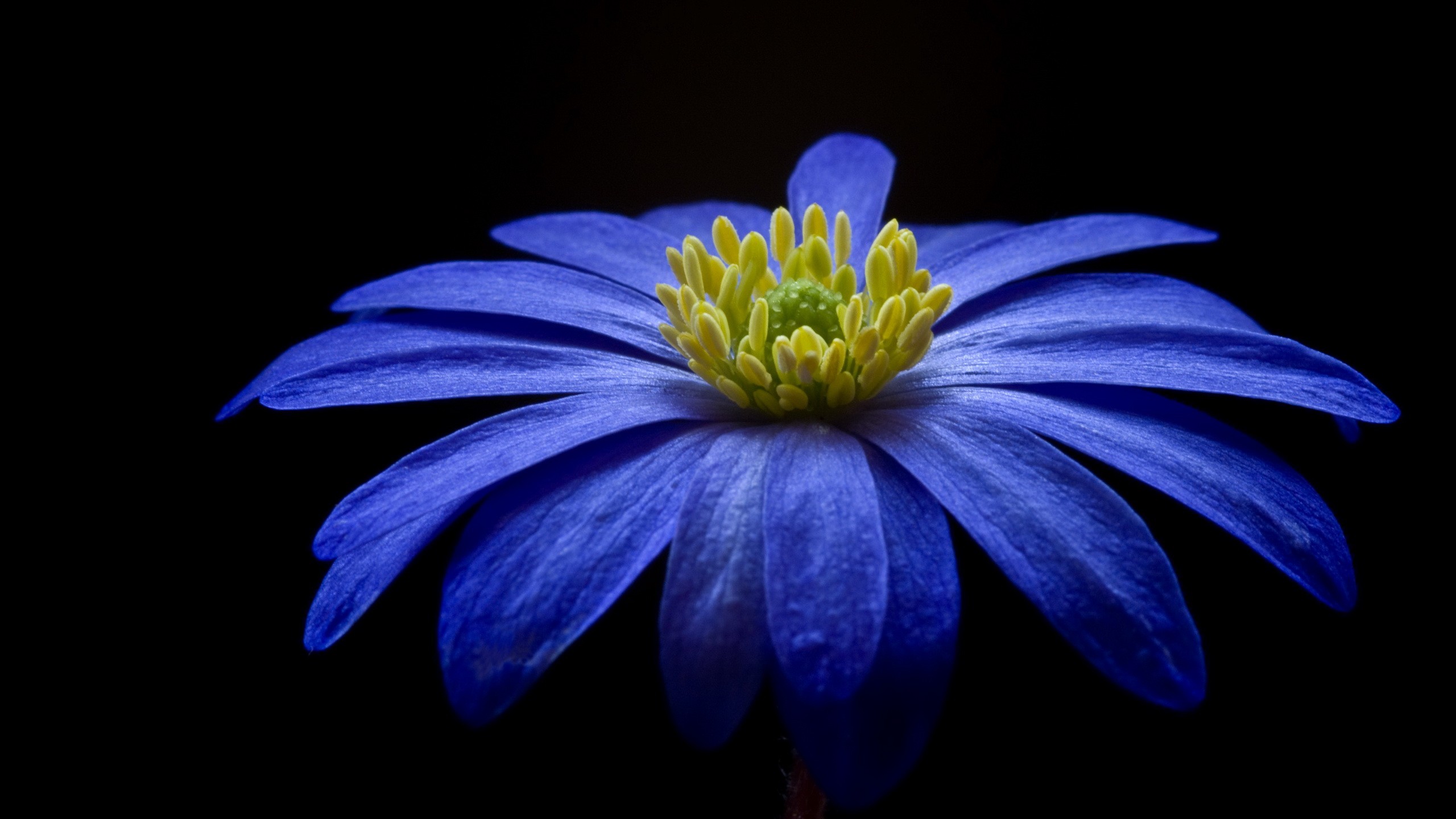 Flower: Pretty Blue Flower Flowers Nature Wallpapers New for HD 16:9 ...