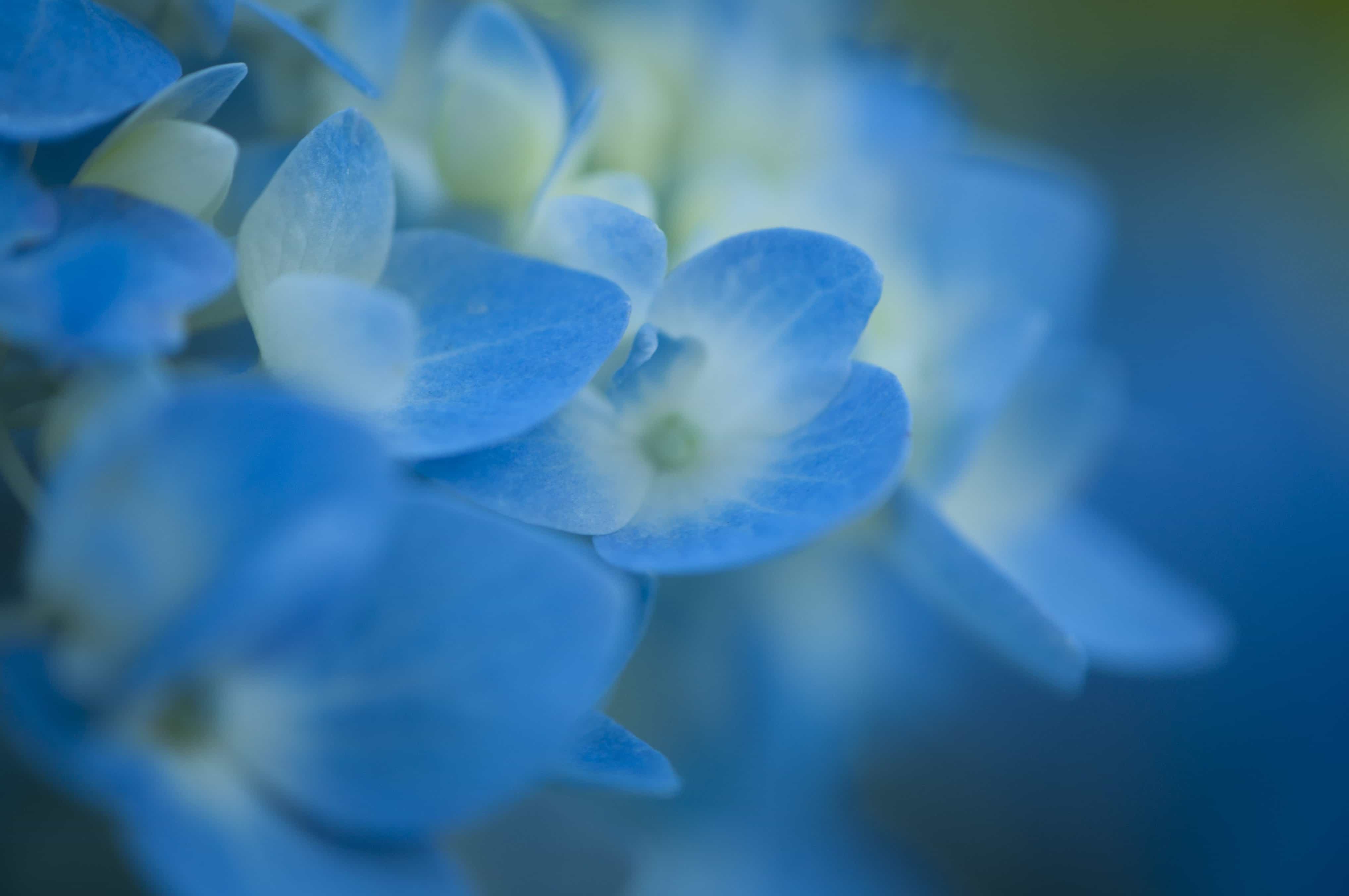 Blue flower macro photo