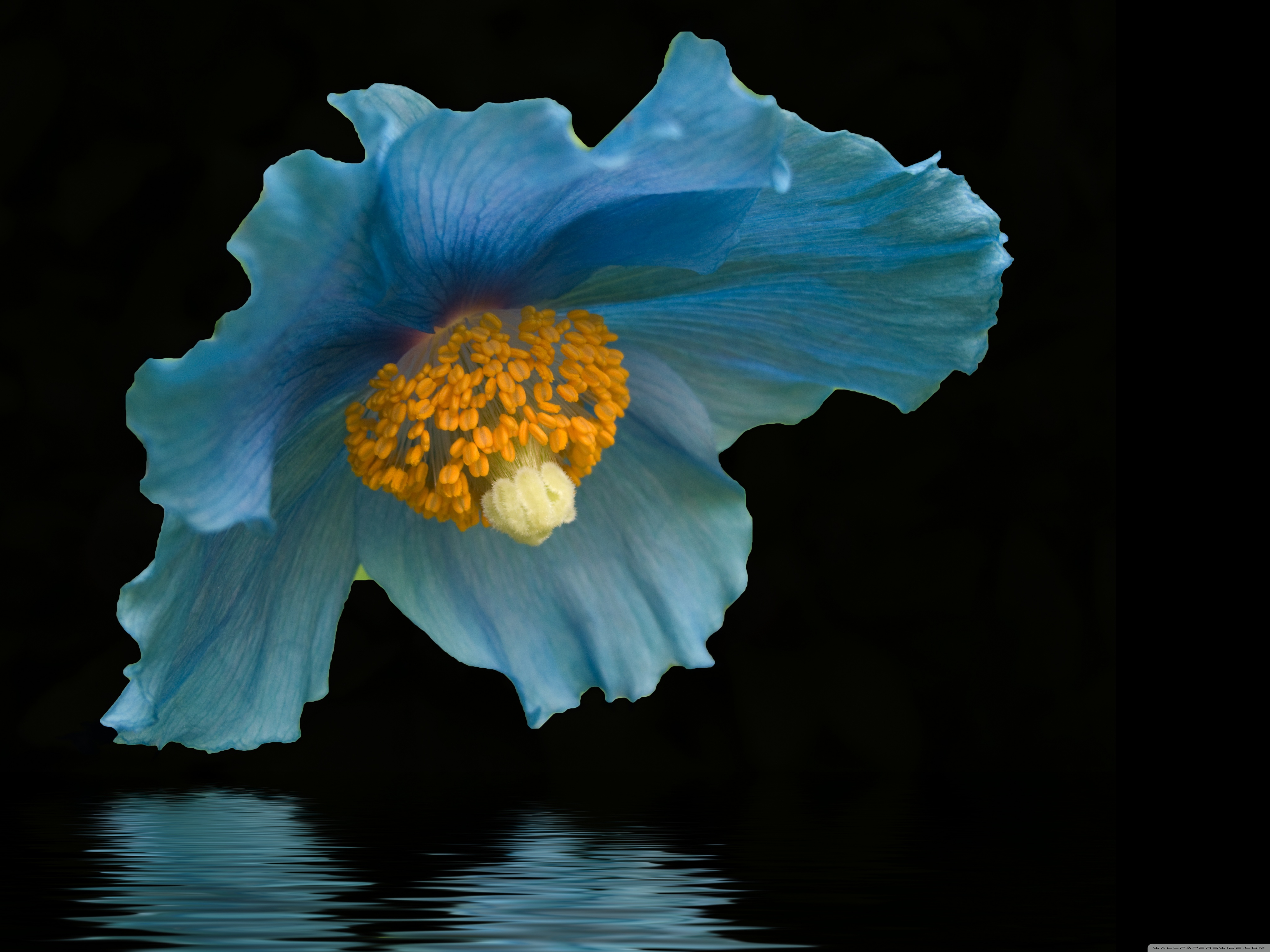 Blue Flower, Macro ❤ 4K HD Desktop Wallpaper for 4K Ultra HD TV ...