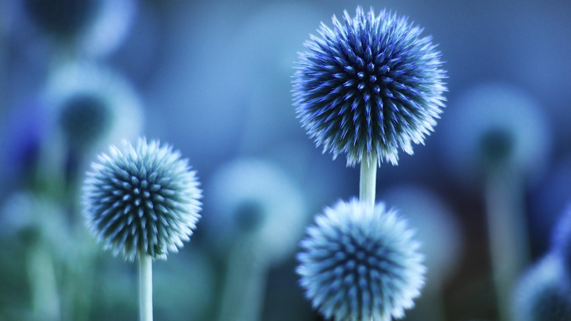 Thistles abstract blue flowers macro wallpaper | (52488)