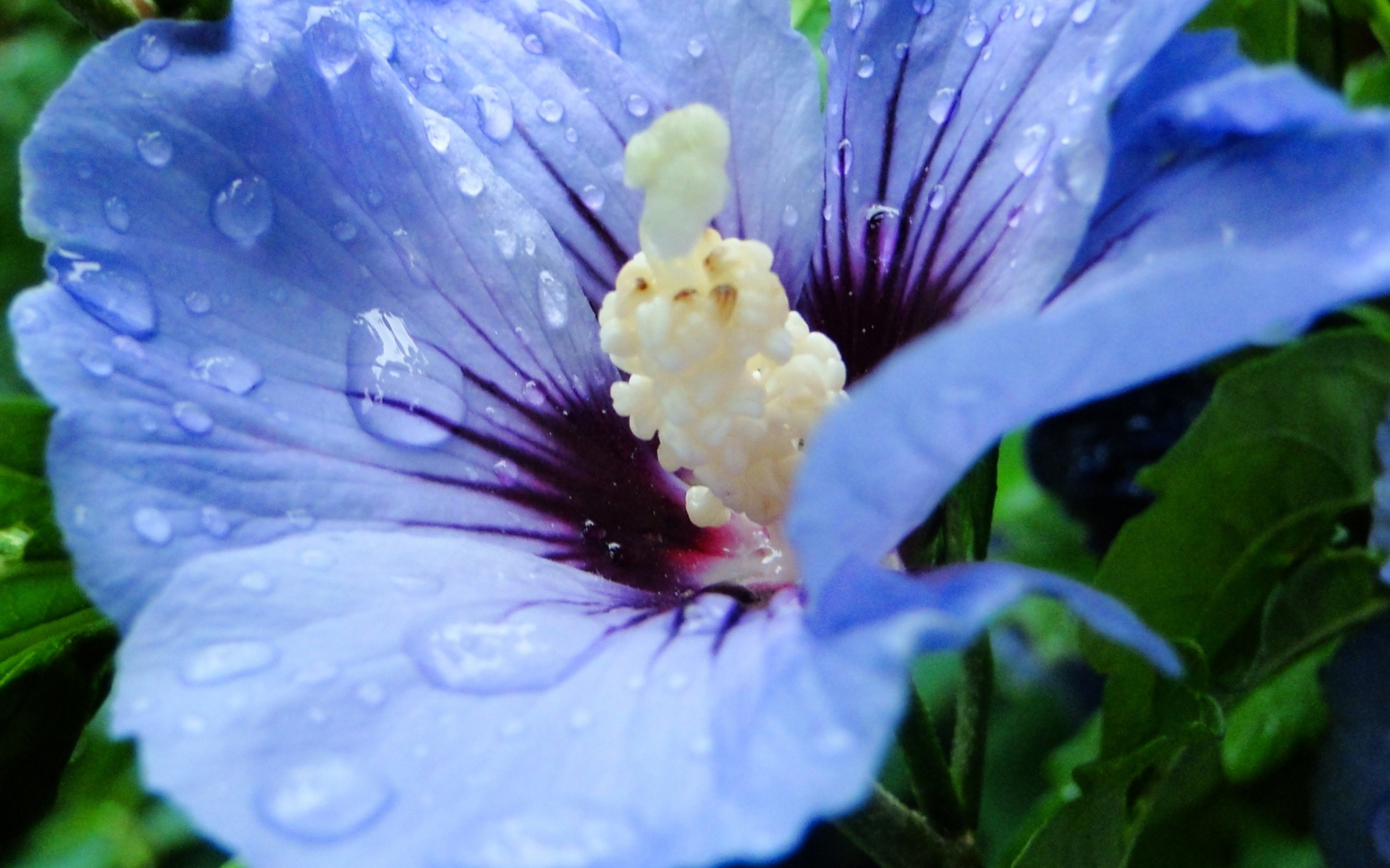 Beautiful blue flower in the morning - macro drops of water