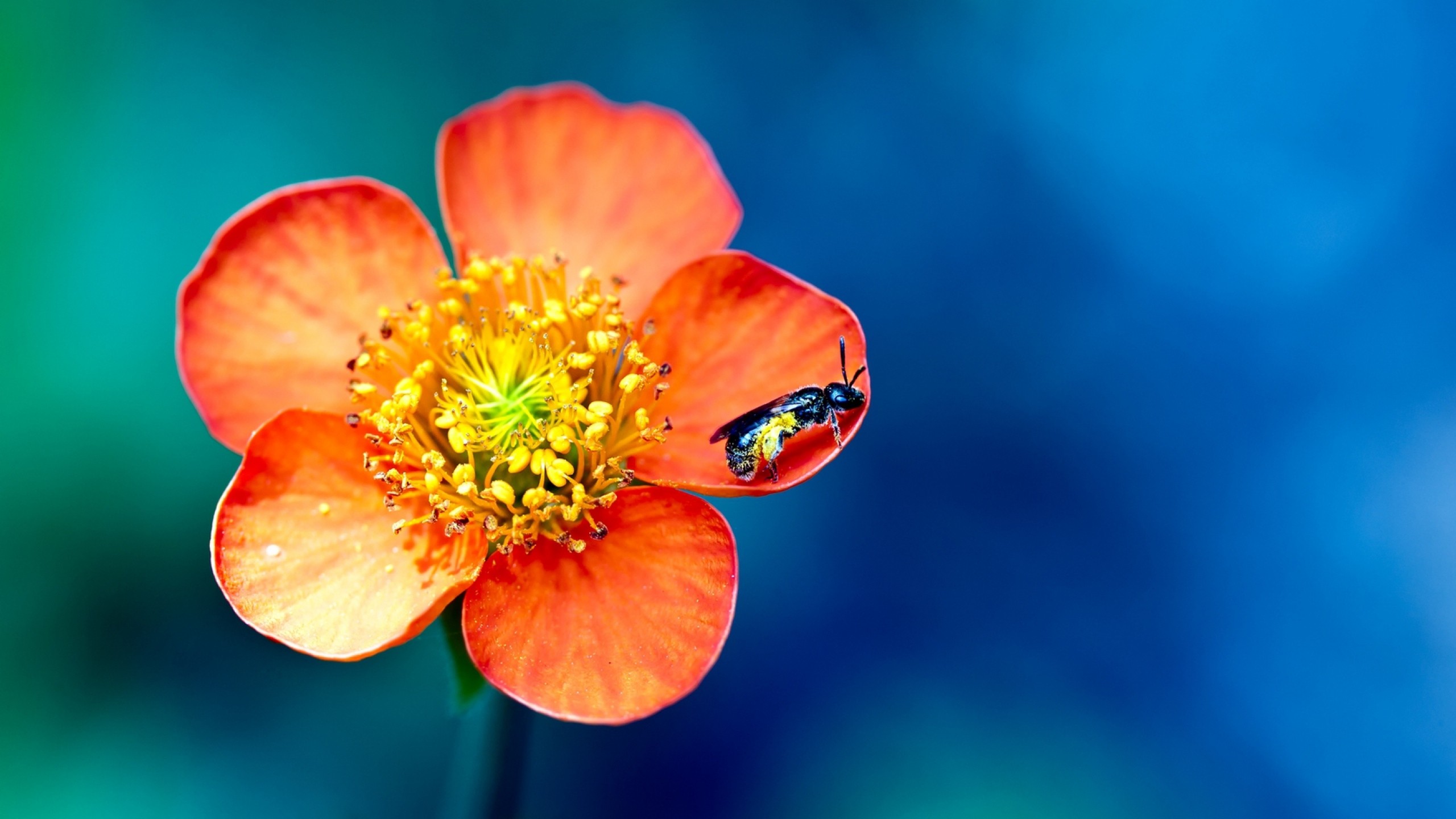 Flowers: Just Flower Macro Bug Nature Wallpaper Nexus for HD 16:9 ...