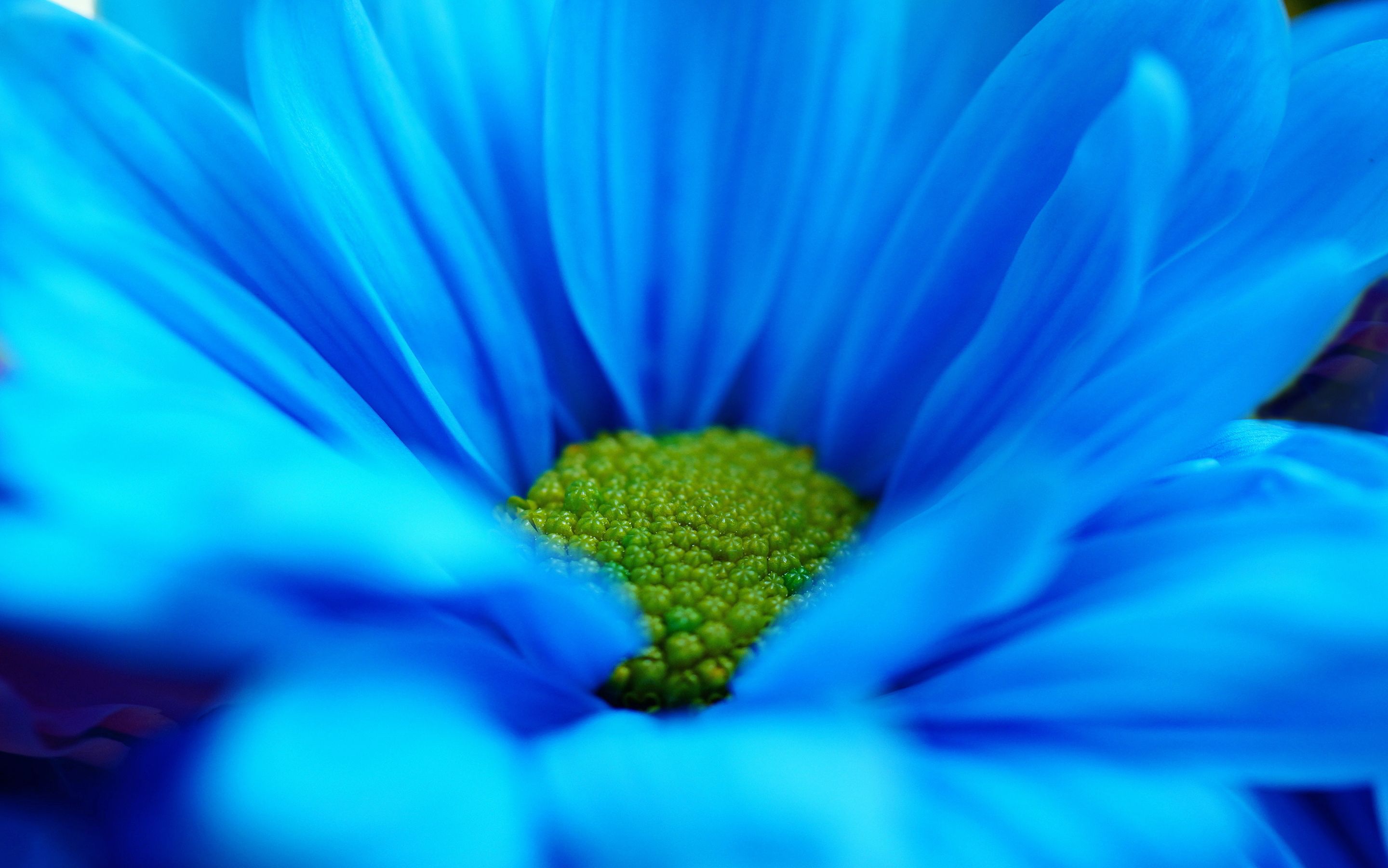 MACRO wallpaper | Blue daisy macro Wallpapers Pictures Photos Images ...