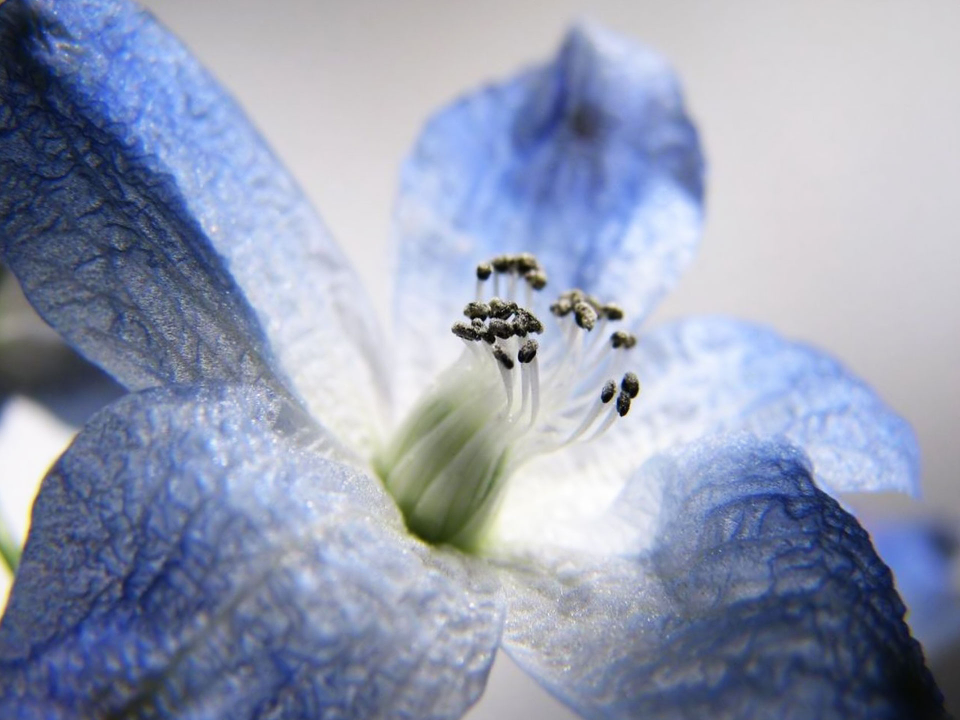 Blue Flower Images Macro Photography Wallpaper #5376 Wallpaper ...
