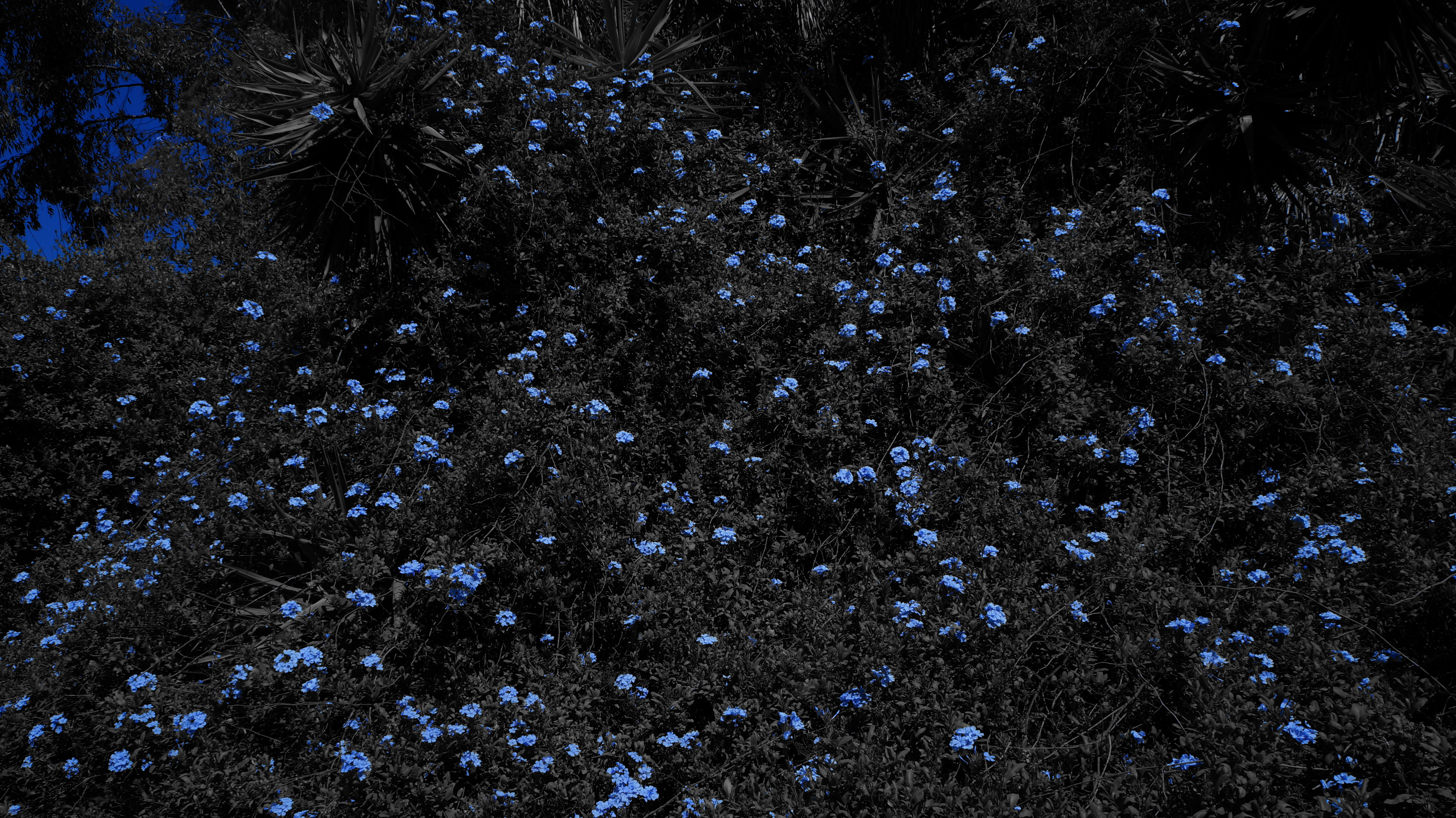 Blue Flowers, Black, Blue, Flower, Green, HQ Photo