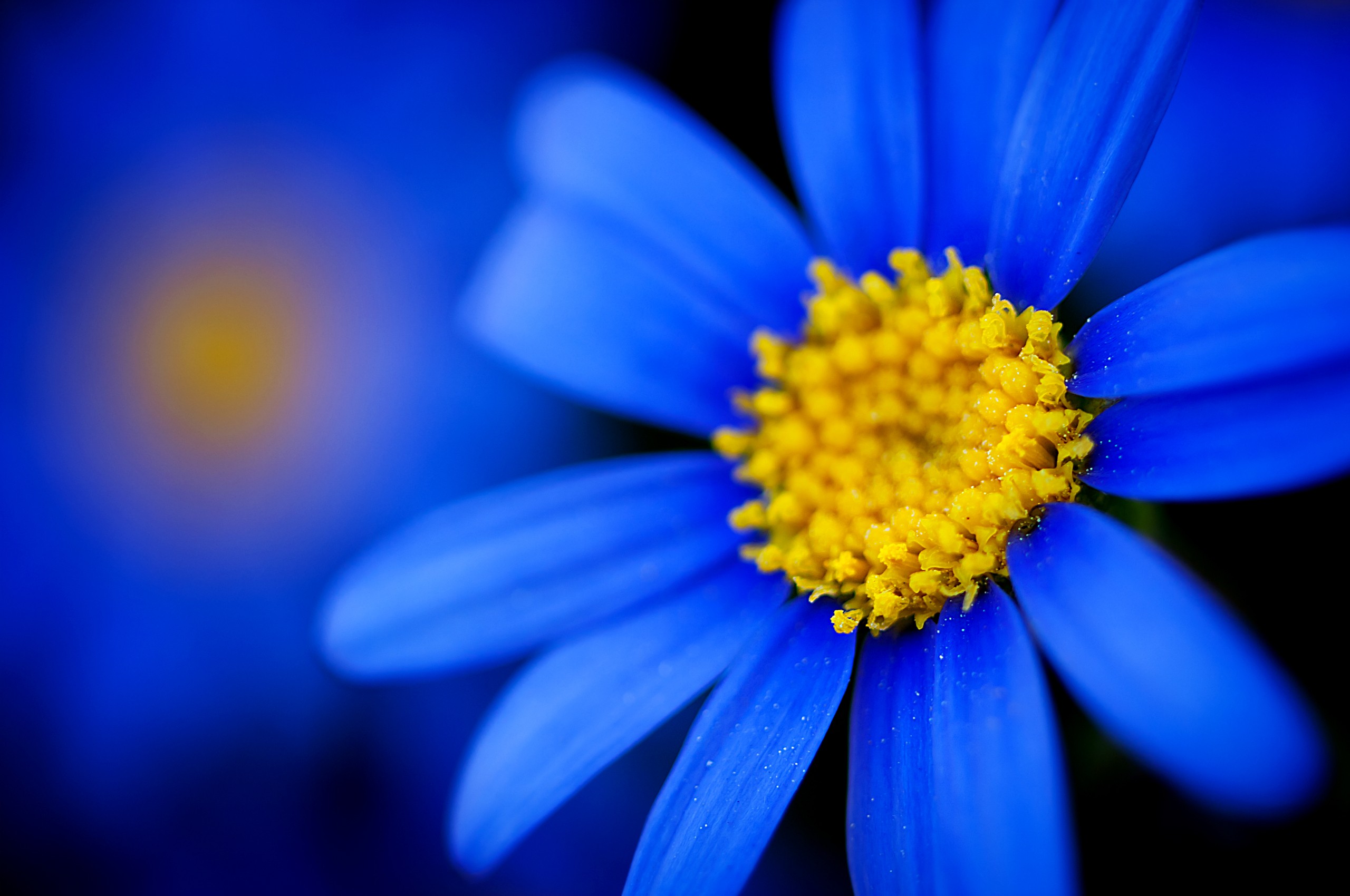 Flowers Backgrounds, 336182 Blue Flowers Wallpapers, by Ernie Cate