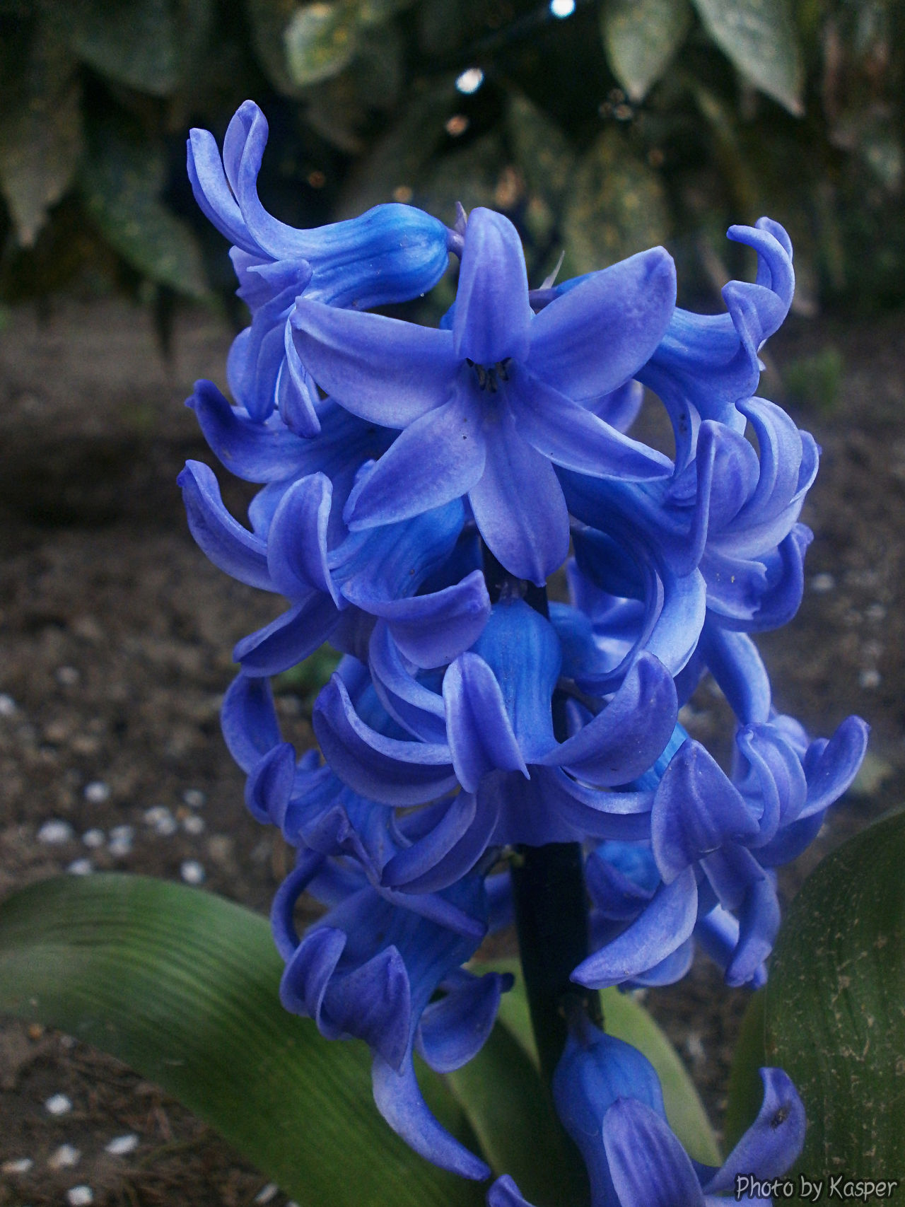Blue flowers (Plavo cvece) | Photo/Image by Kasper94 | Fliiby
