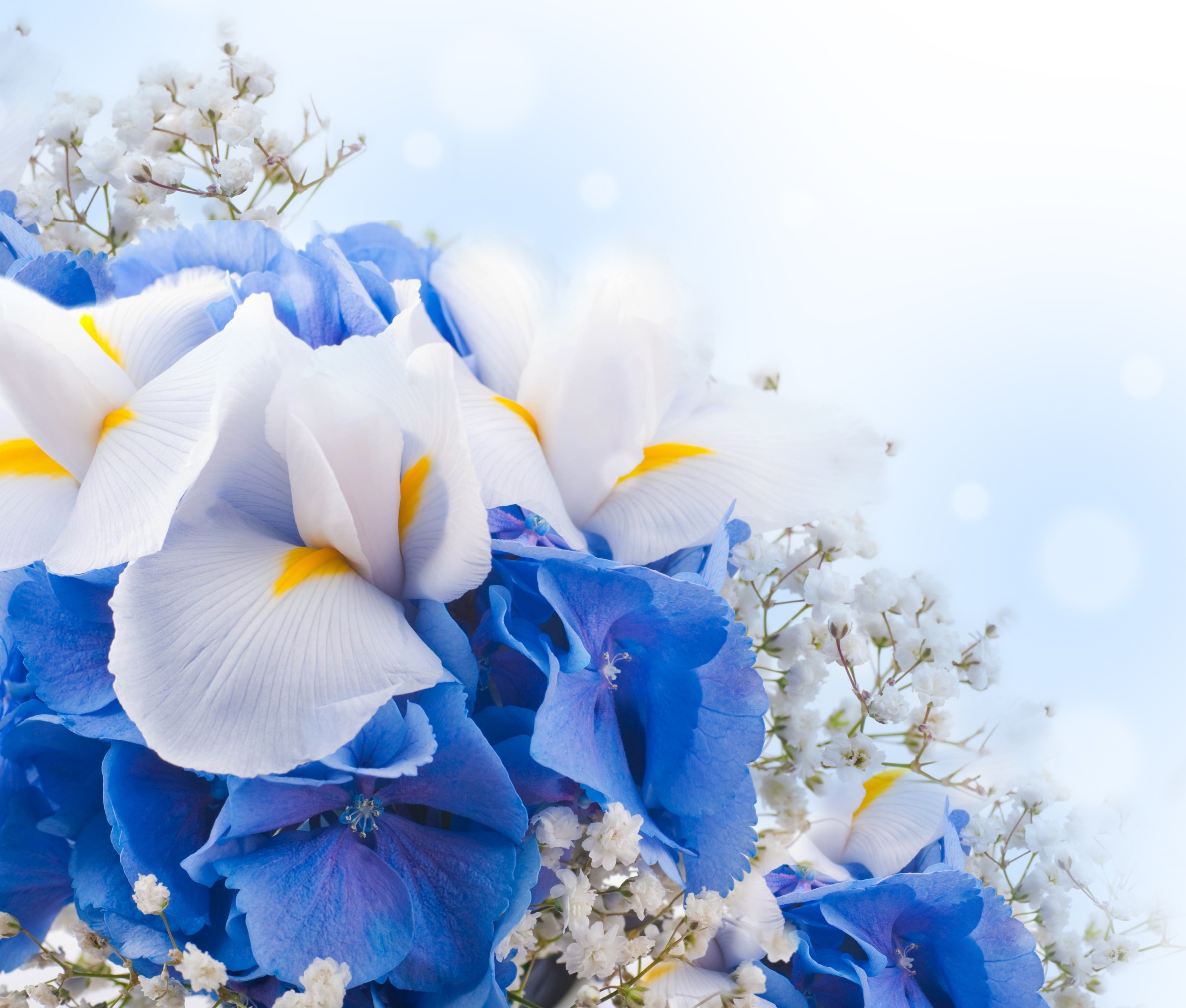 Flowers: White Spring Blue Flowers Blossom Lotus Flower Wallpaper ...