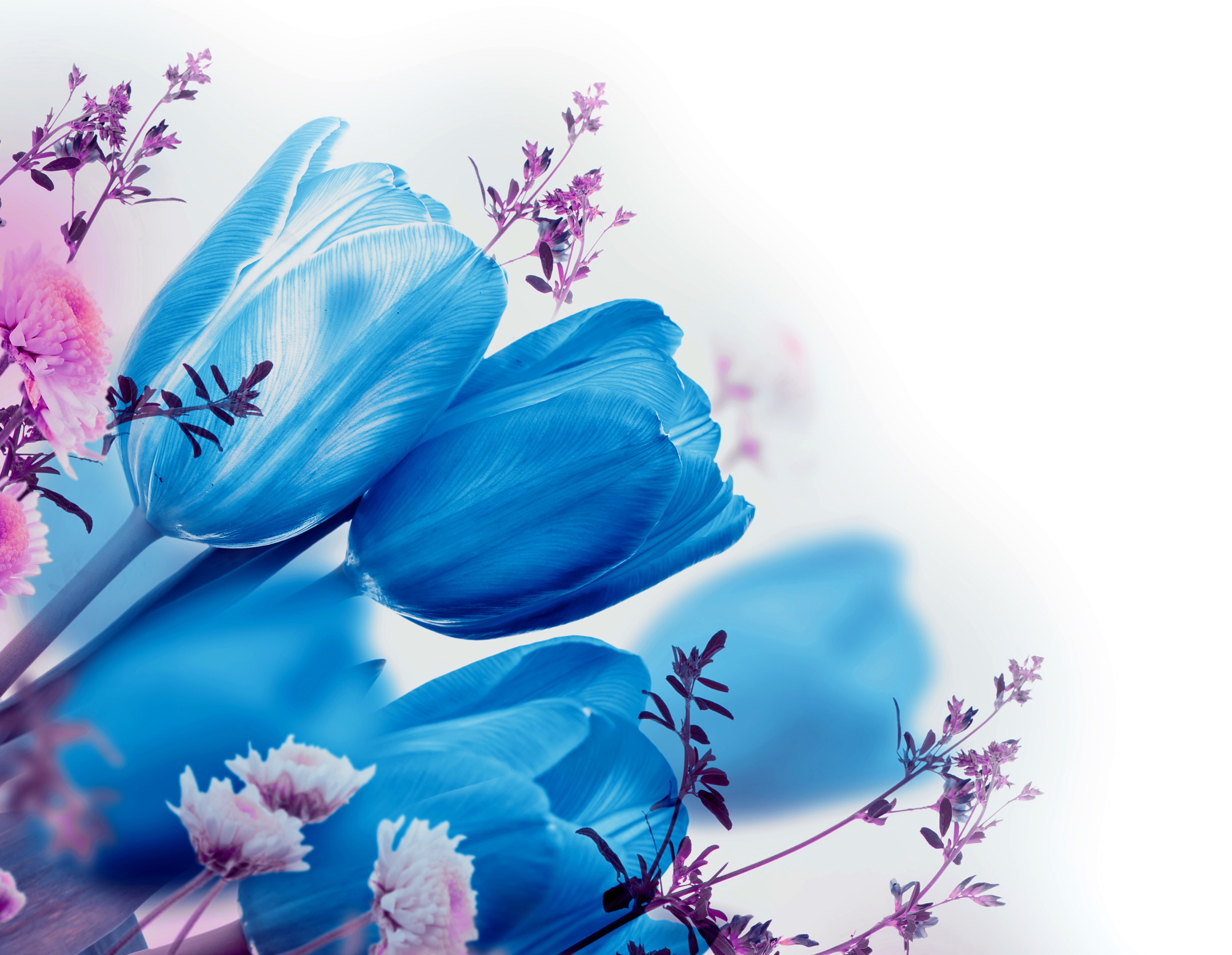 Sky Blue Flower Wallpaper - 3d Skyblue And White Flower Wallpaper
