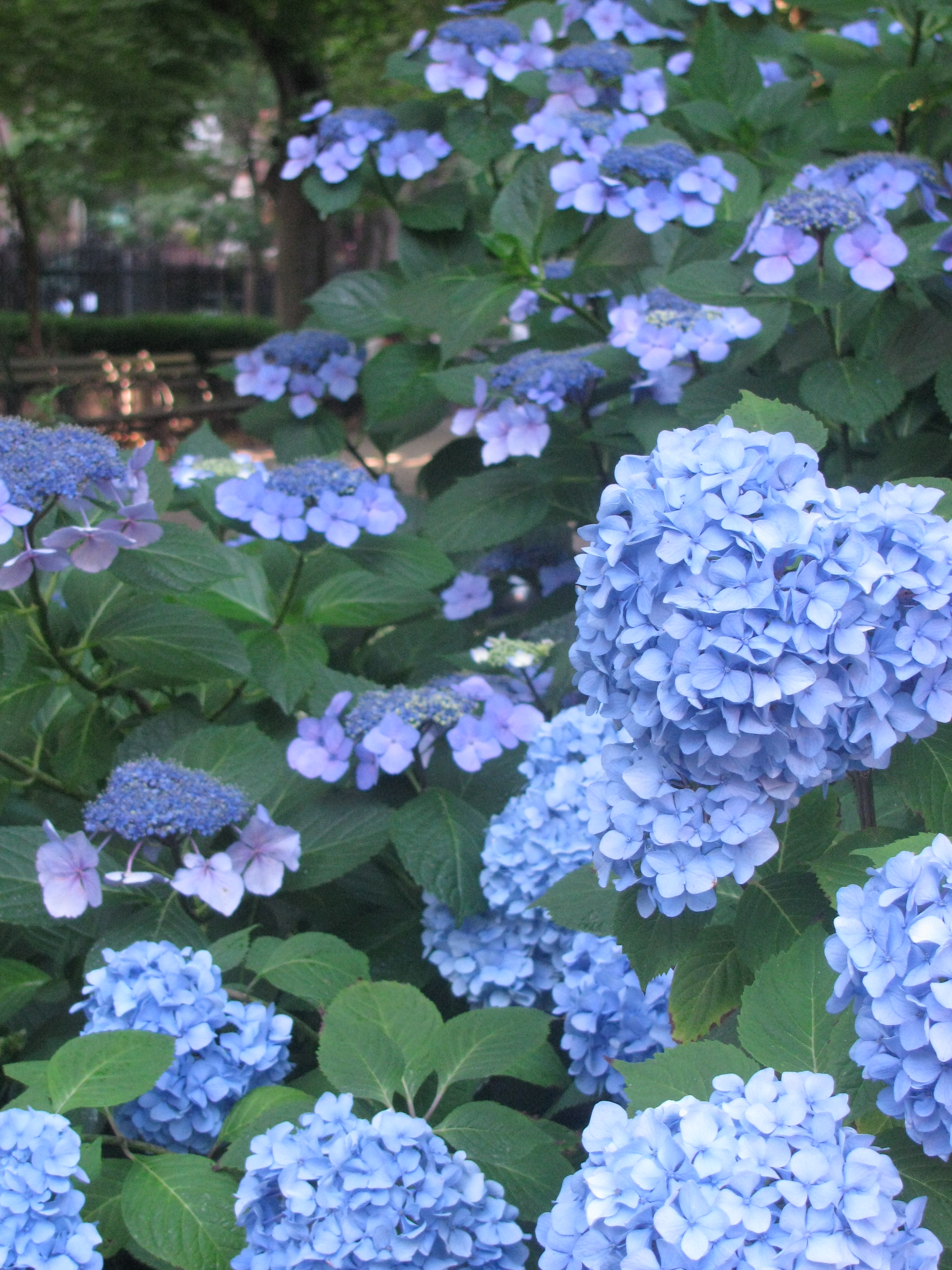 File:Blue Flowers.jpg - Wikimedia Commons