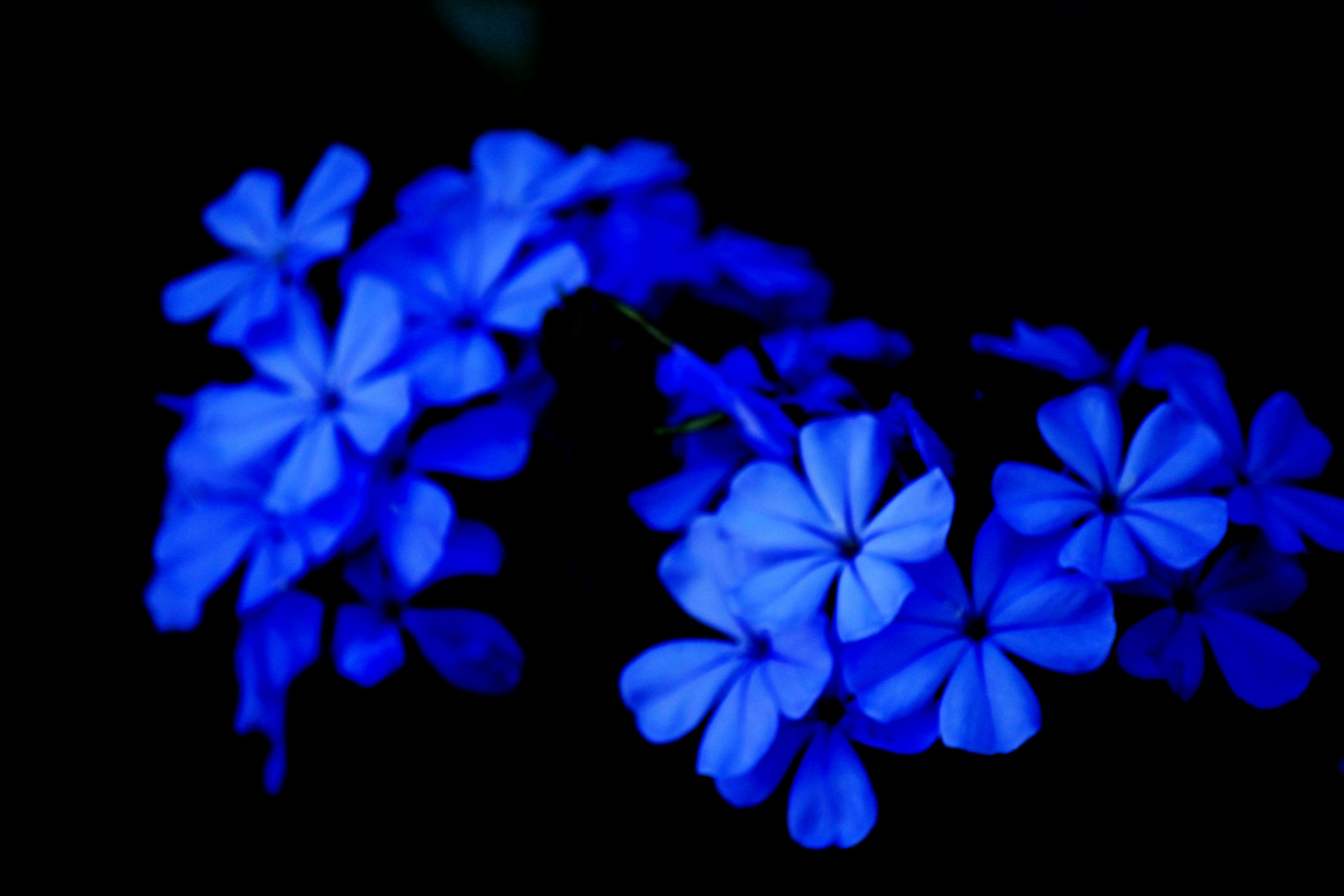 Blue Flowers Free Stock Photo - Public Domain Pictures
