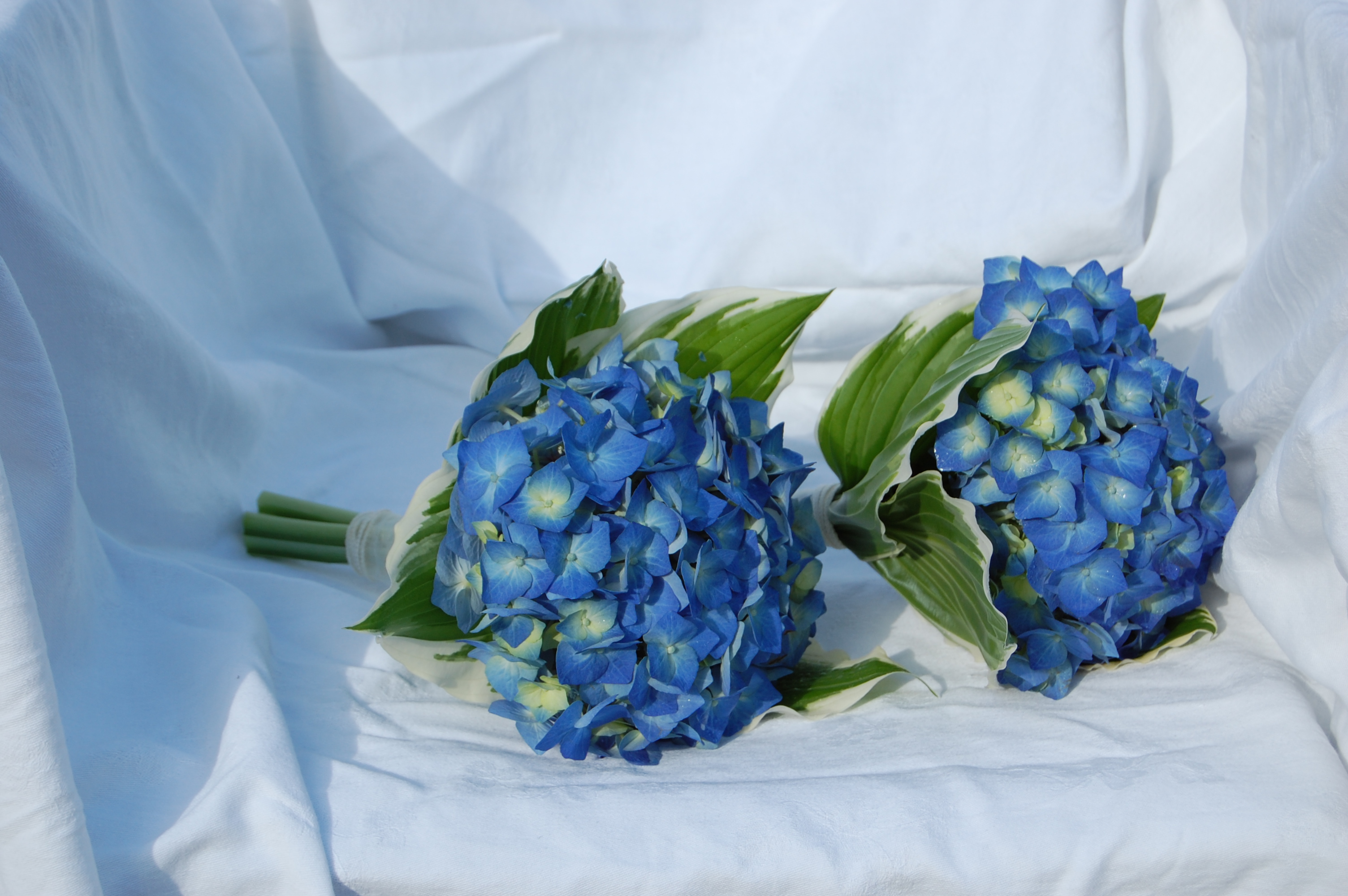 Types Of Blue Flowers For Weddings | Wedding Corners