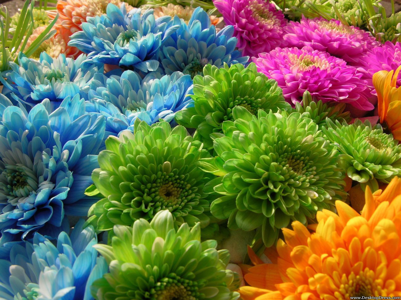 Desktop Wallpapers » Flowers Backgrounds » Green and Blue Flowers ...