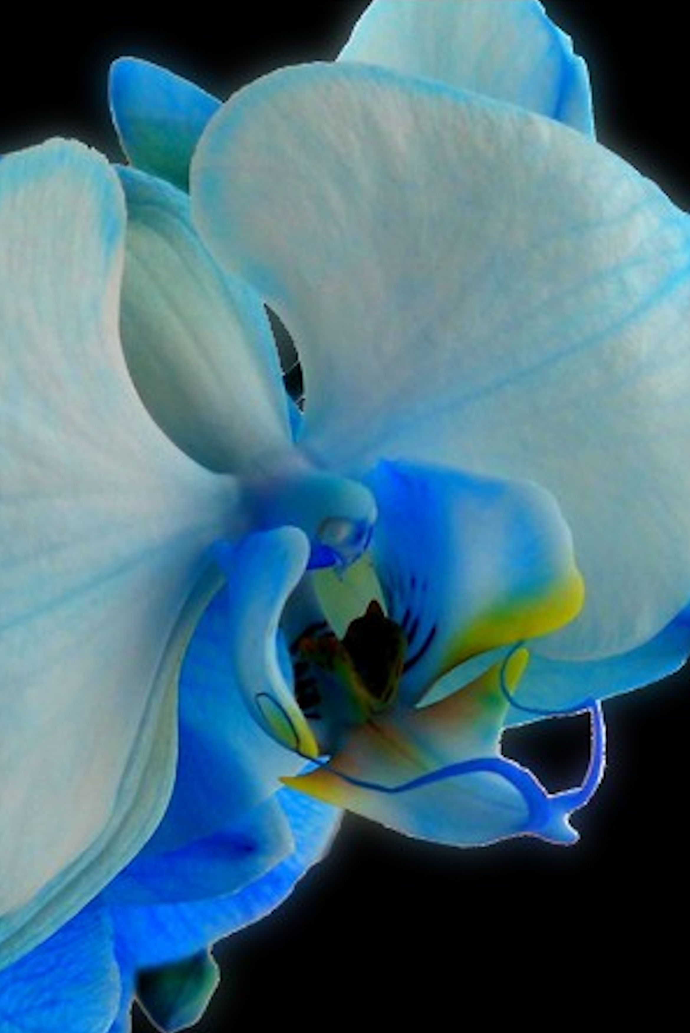 Blue Orchid is breathtaking #YankeeCandleOfficial #GrandBazaar ...