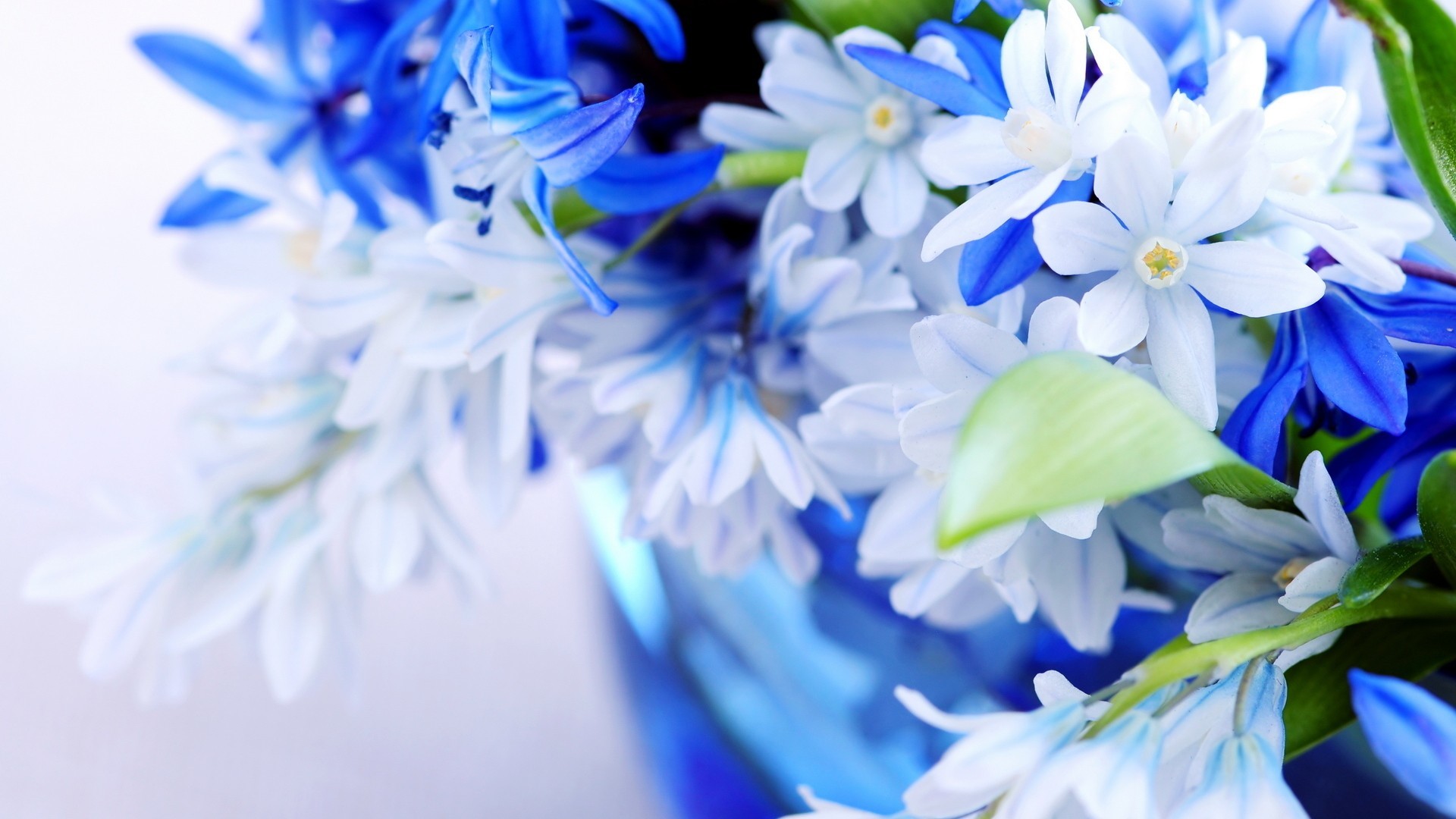 Marvelous blue flowers wallpaper | AllWallpaper.in #16391 | PC | en