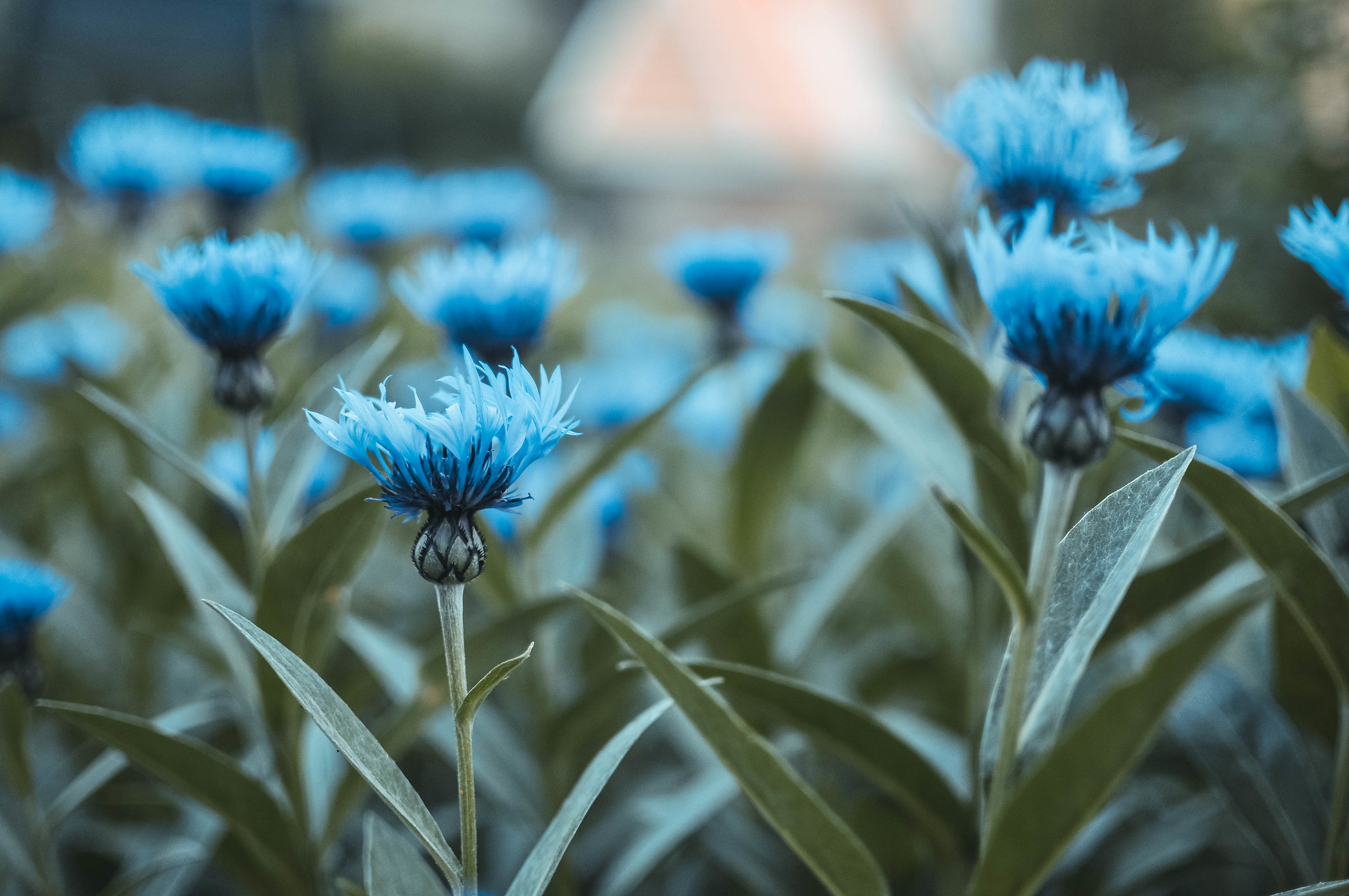 Wallpaper Blue flowers, HD, 4K, Flowers, #5520