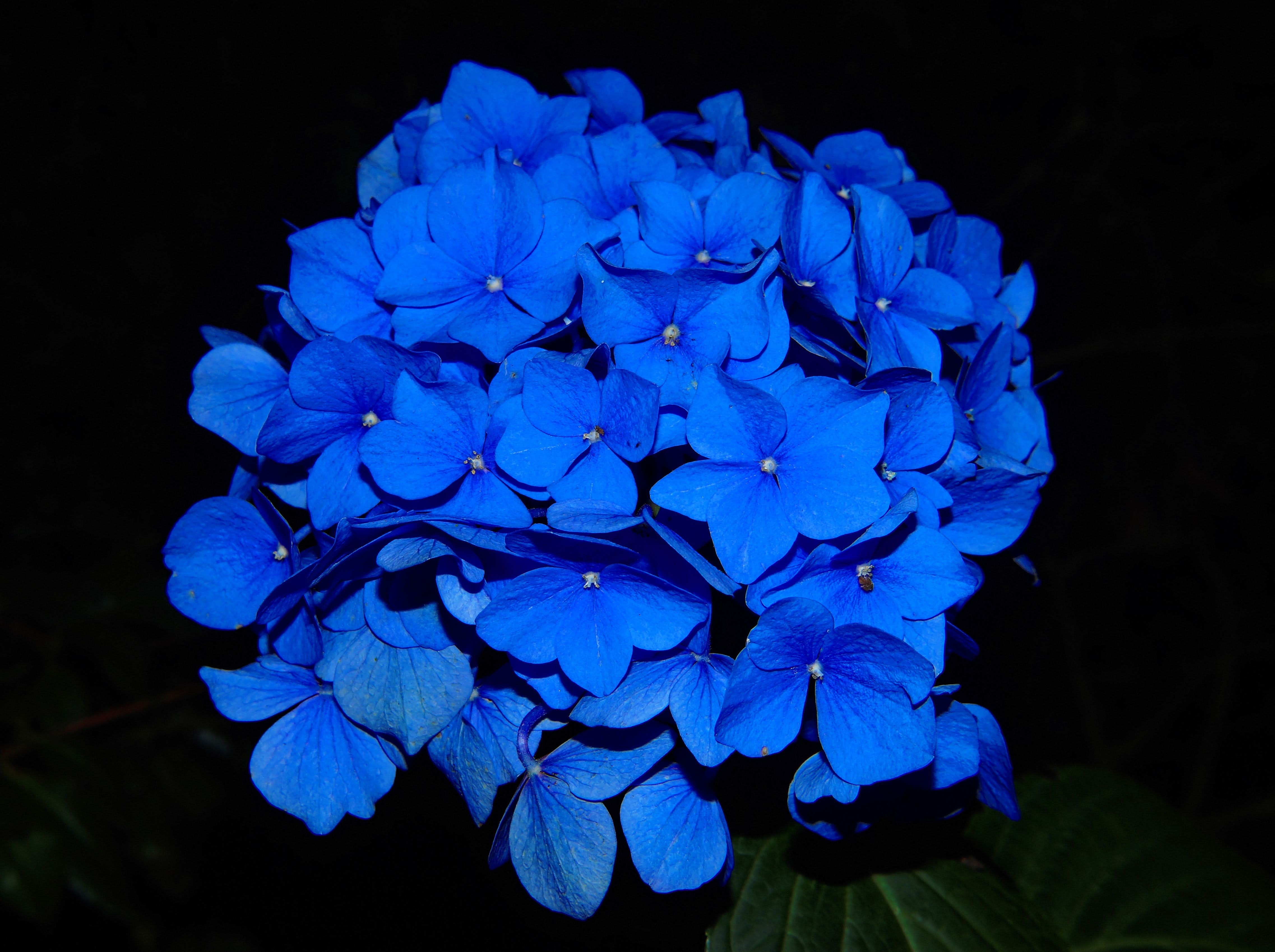 1000+ Great Blue Flowers Photos · Pexels · Free Stock Photos