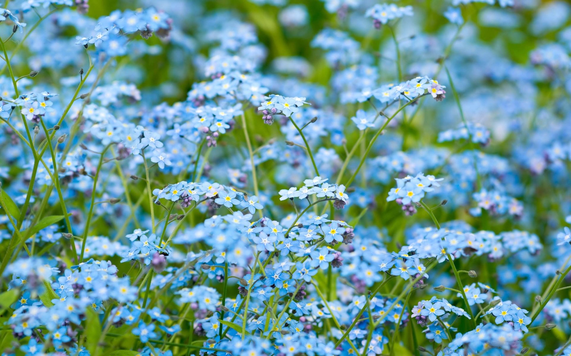 Blue flowers / 1920 x 1200 / Nature / Photography | MIRIADNA.COM