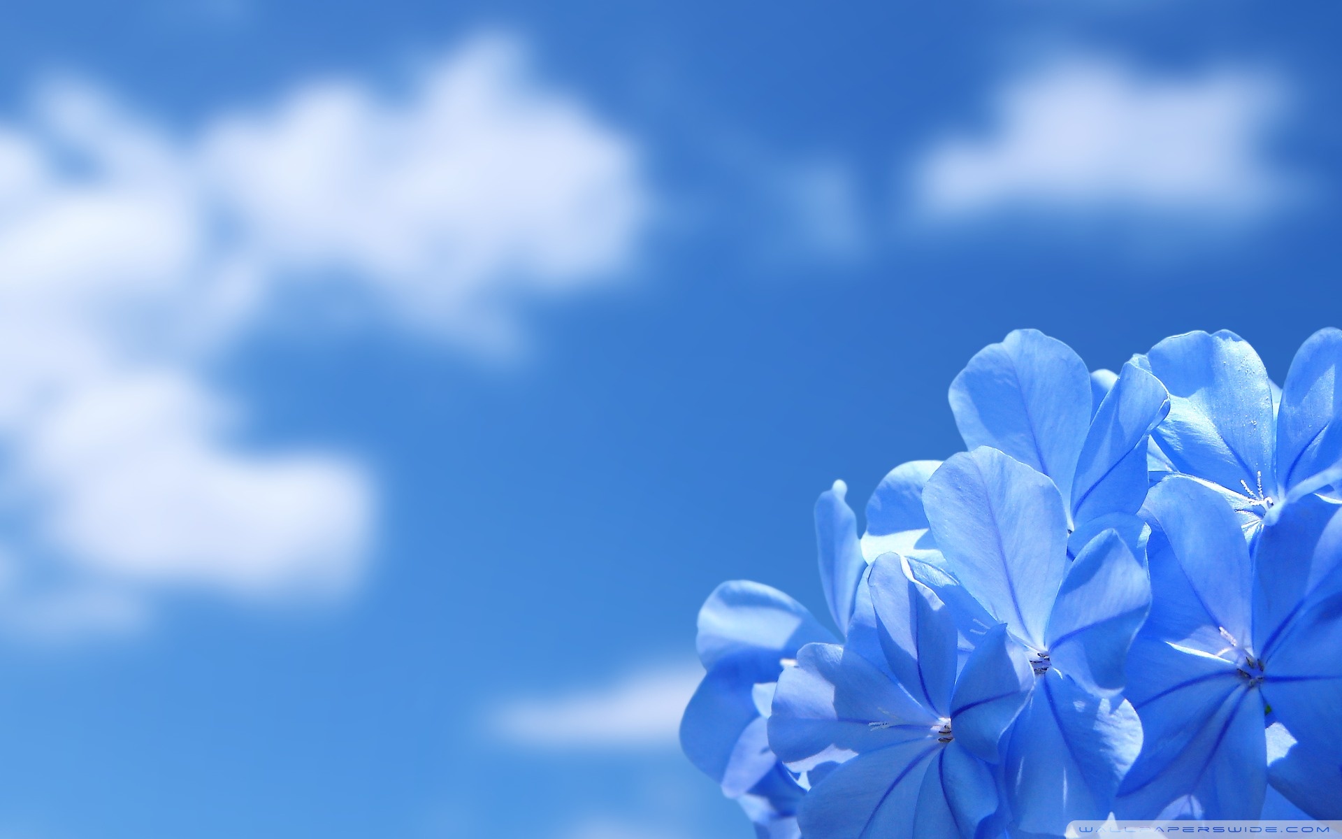 Blue Flowers ❤ 4K HD Desktop Wallpaper for 4K Ultra HD TV • Wide ...