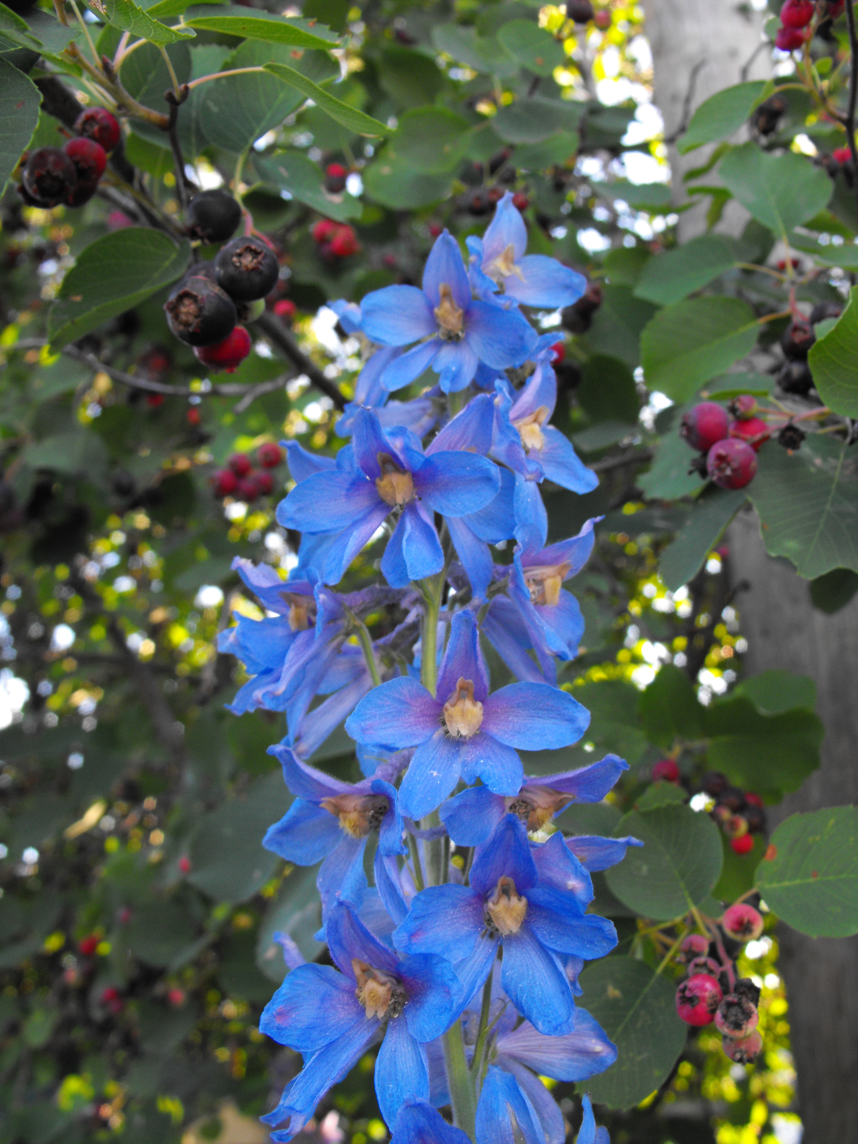 Blue Flowers, Beautiful, Gardening, Spring, Plants, HQ Photo