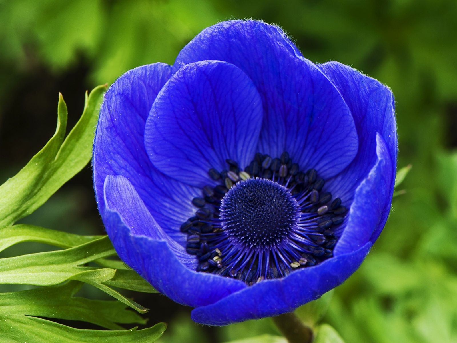 41 best Blue Flowers images on Pinterest | Blue flowers, Beautiful ...