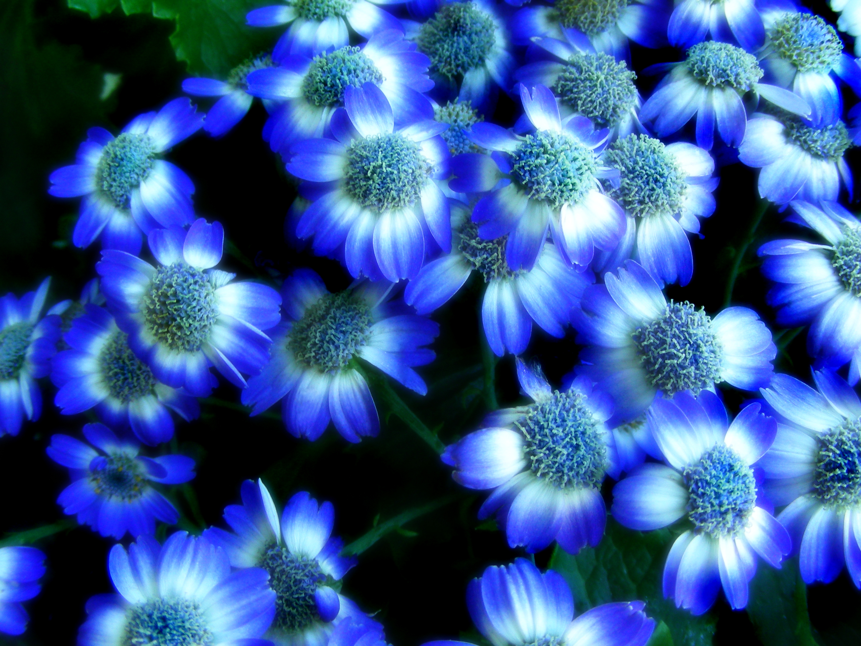 WorldGlitz. Blue Flowers 4