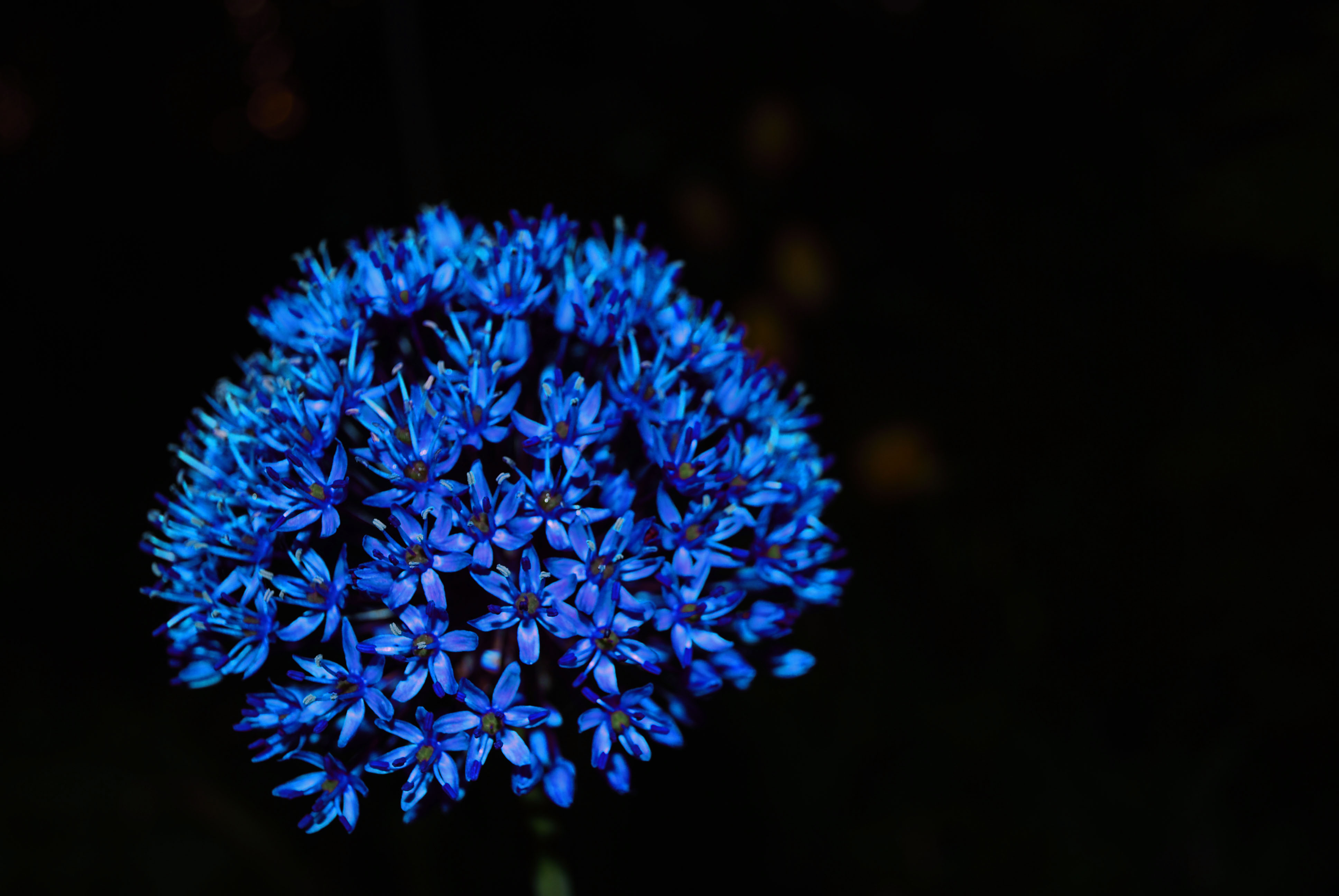 Blue Flowers Wallpapers | Flower Wallpapers | Flowers | Pinterest ...