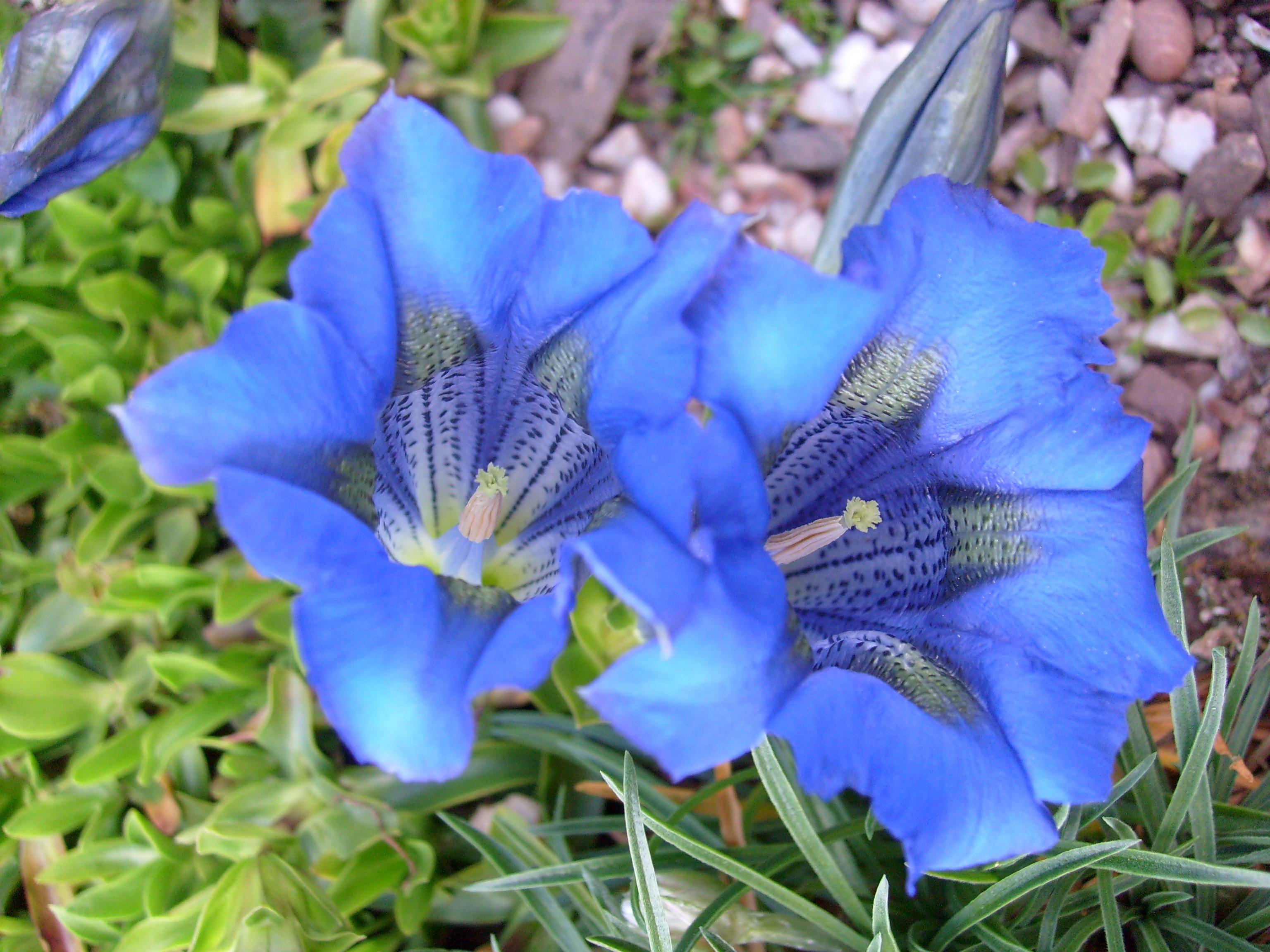 File:Blue flowers (3473290260).jpg - Wikimedia Commons