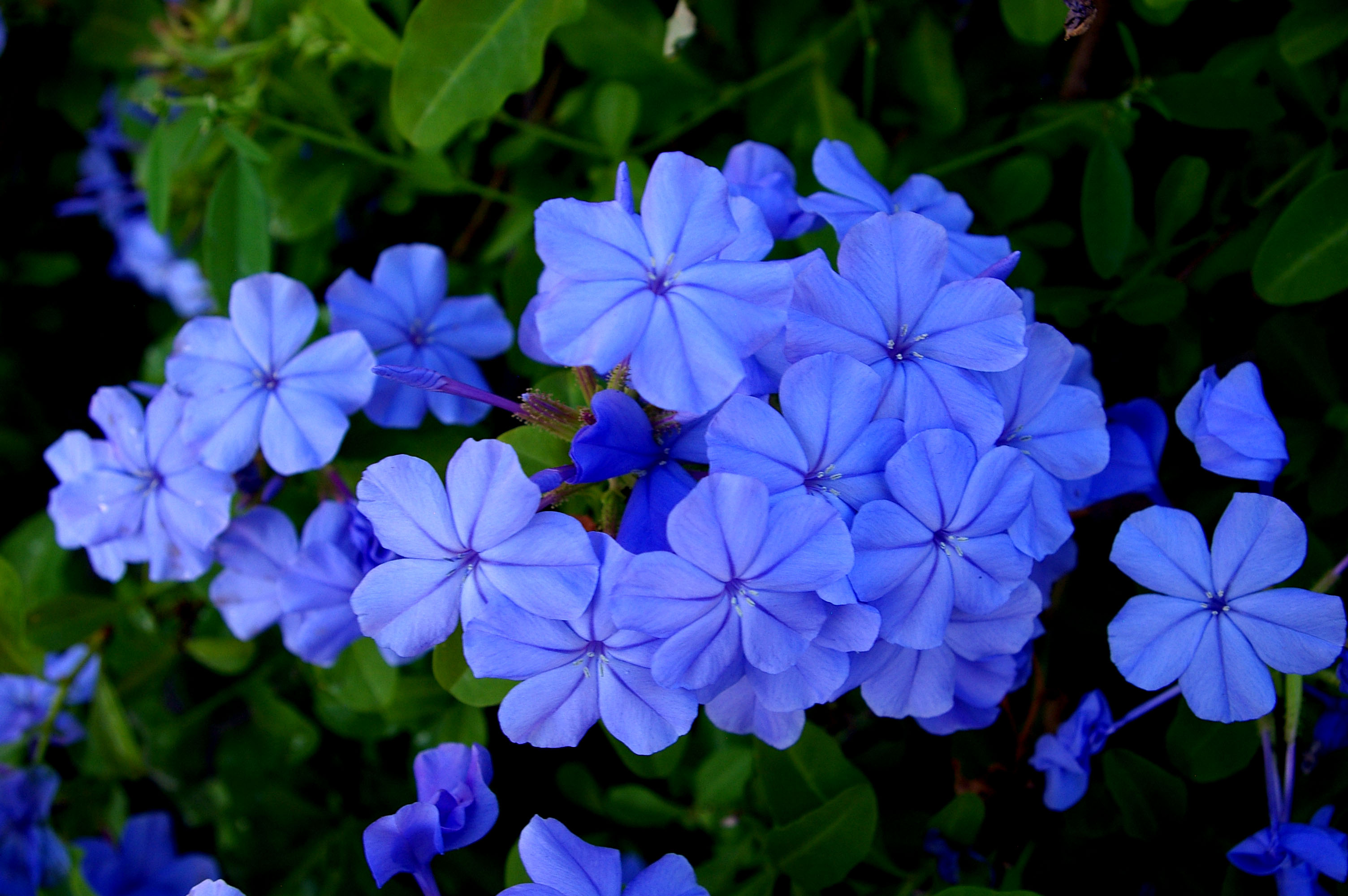 Blue Flowers | Mike's Look at Life