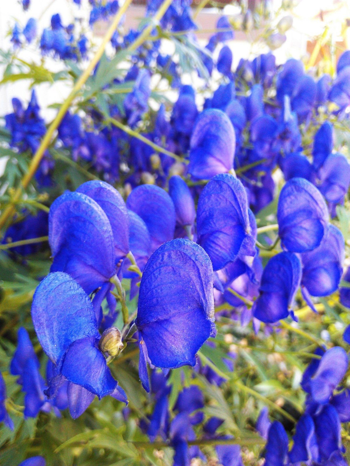 ACONITUM~SPARK'S VARIETY~DARK BLUE FLOWERS MONKSHOOD SHADE PLANT ...