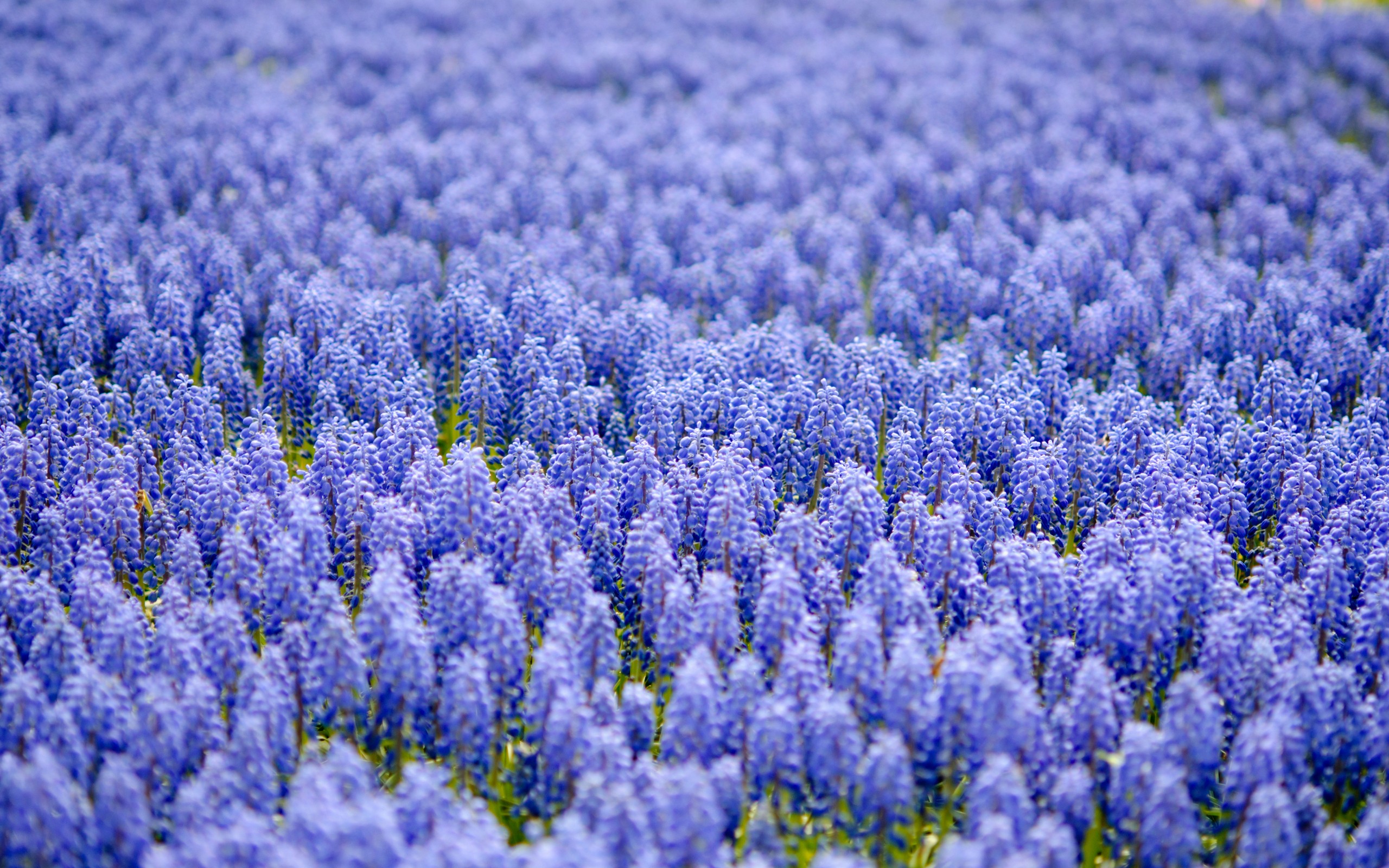 Best Flowers Wallpaper: Blue Flowers 754284 Flowers