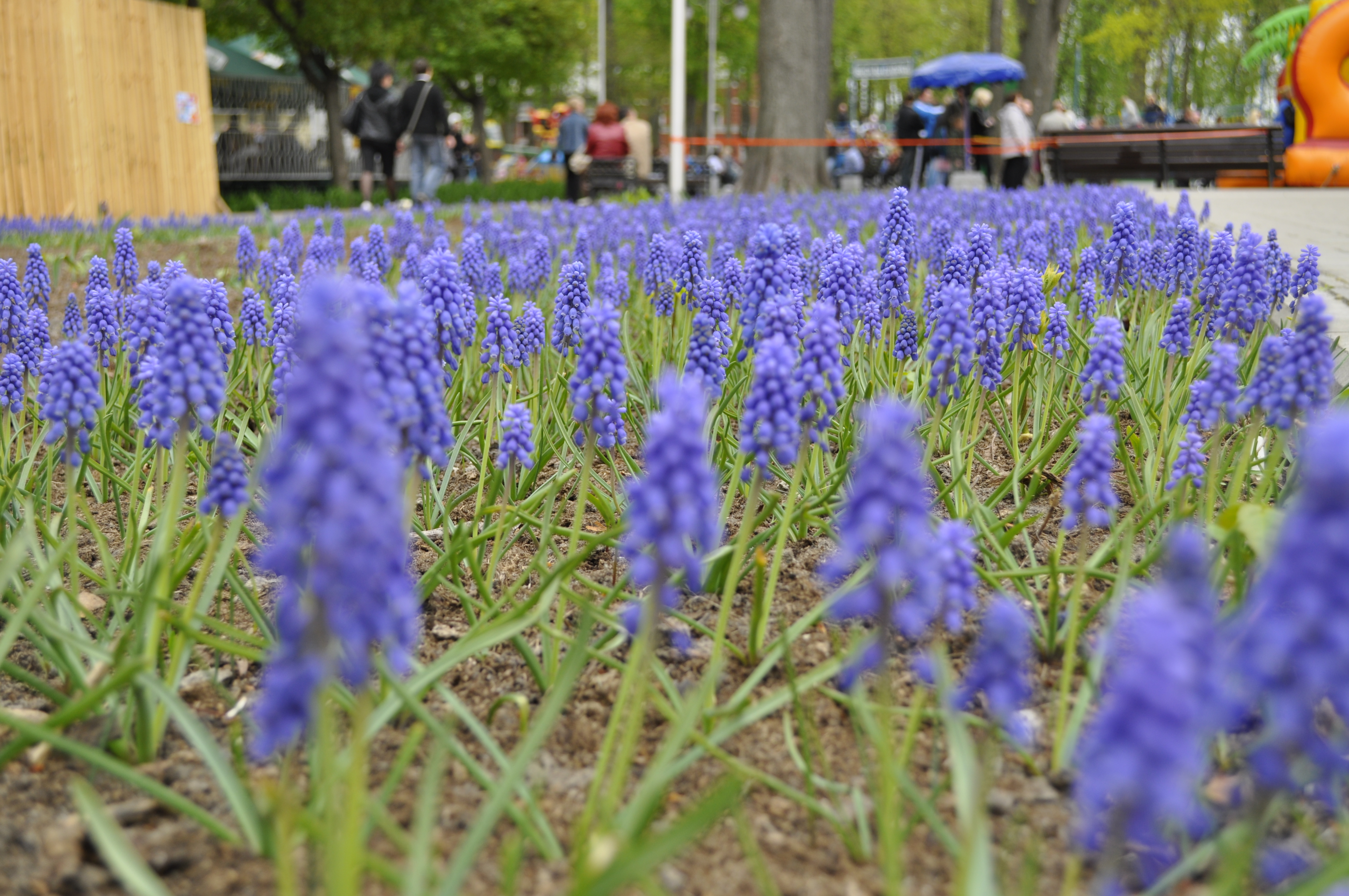 Blue flowers, Blue, Flowers, Many, HQ Photo