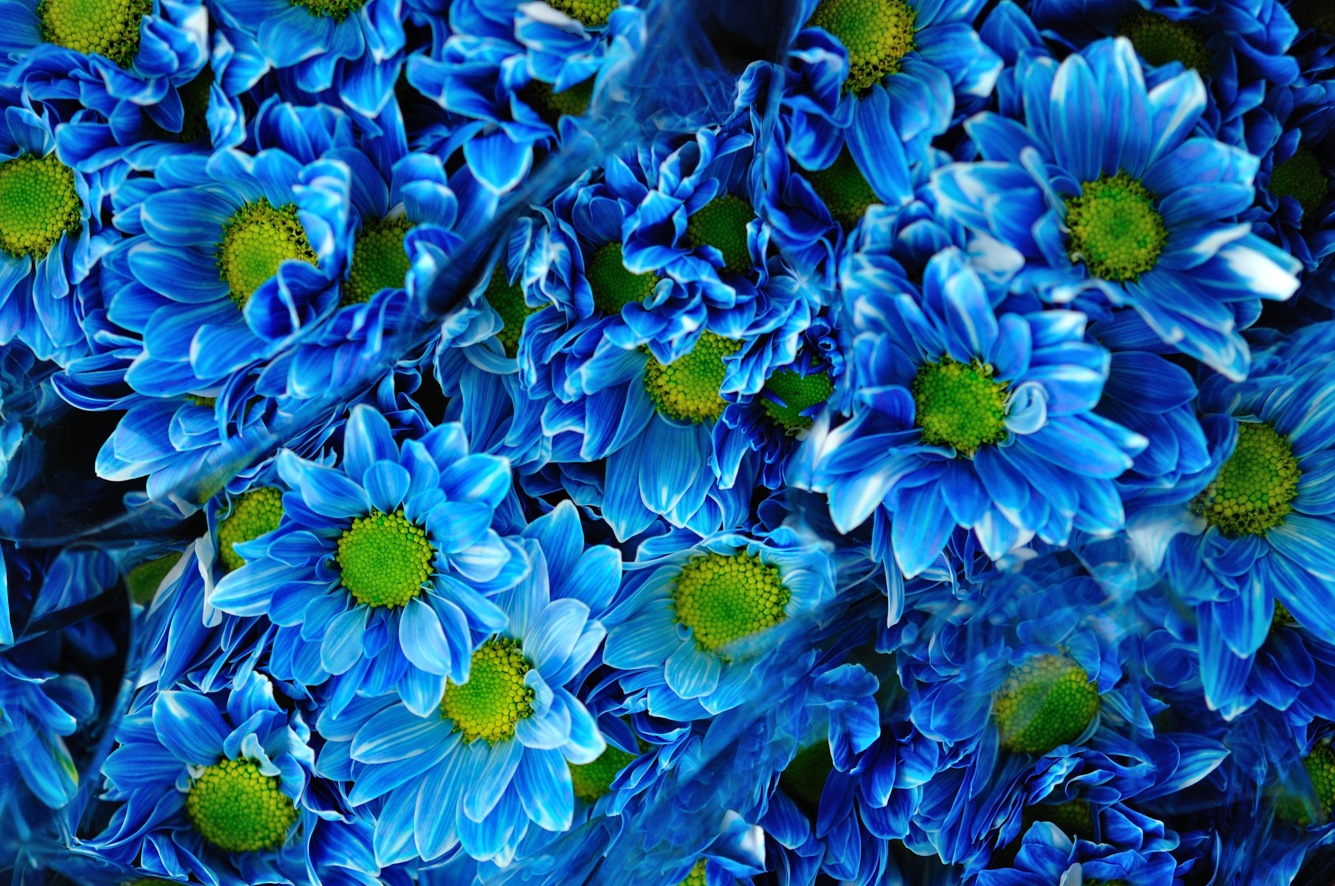 Wallpaper Chrysanthemums, Blue flowers, Bouquet, 4K, Flowers, #2851