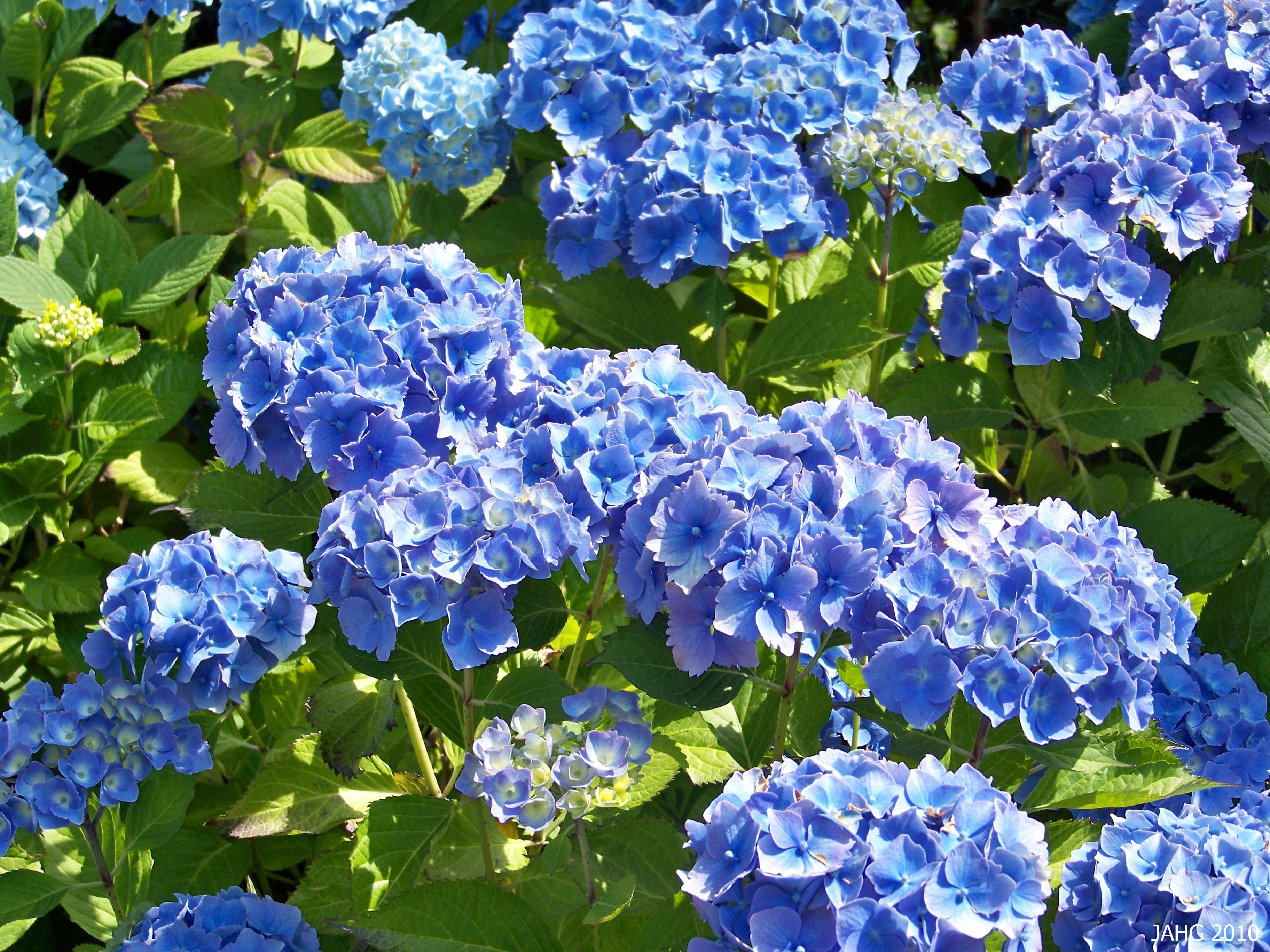 Blue flowers | Name That Plant