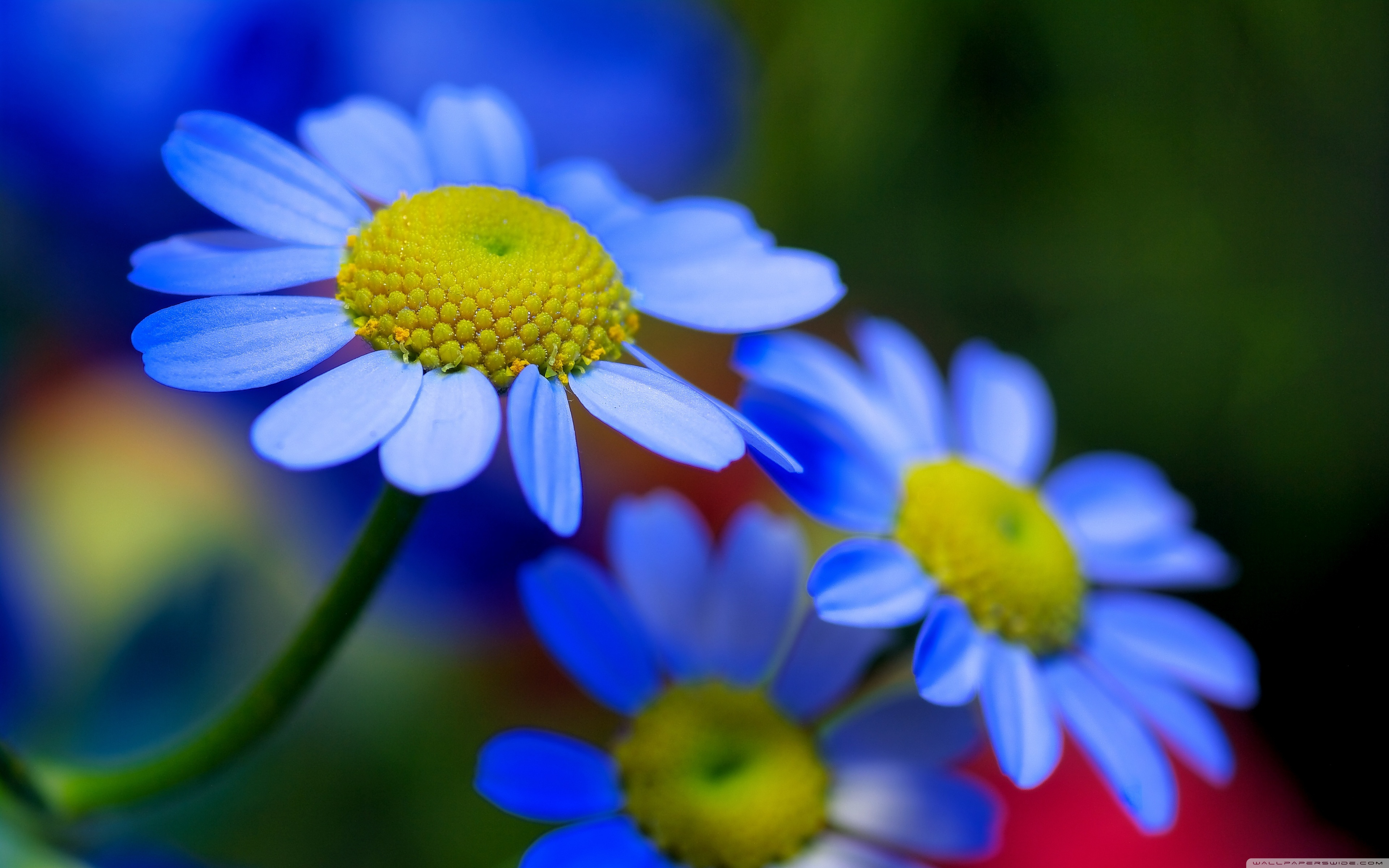 Blue Flowers ❤ 4K HD Desktop Wallpaper for 4K Ultra HD TV • Wide ...