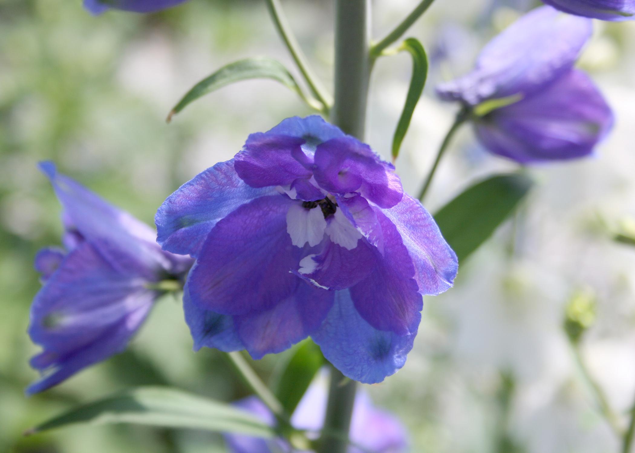 Enjoy blue flowers like lobelia and delphinium | Mississippi State ...